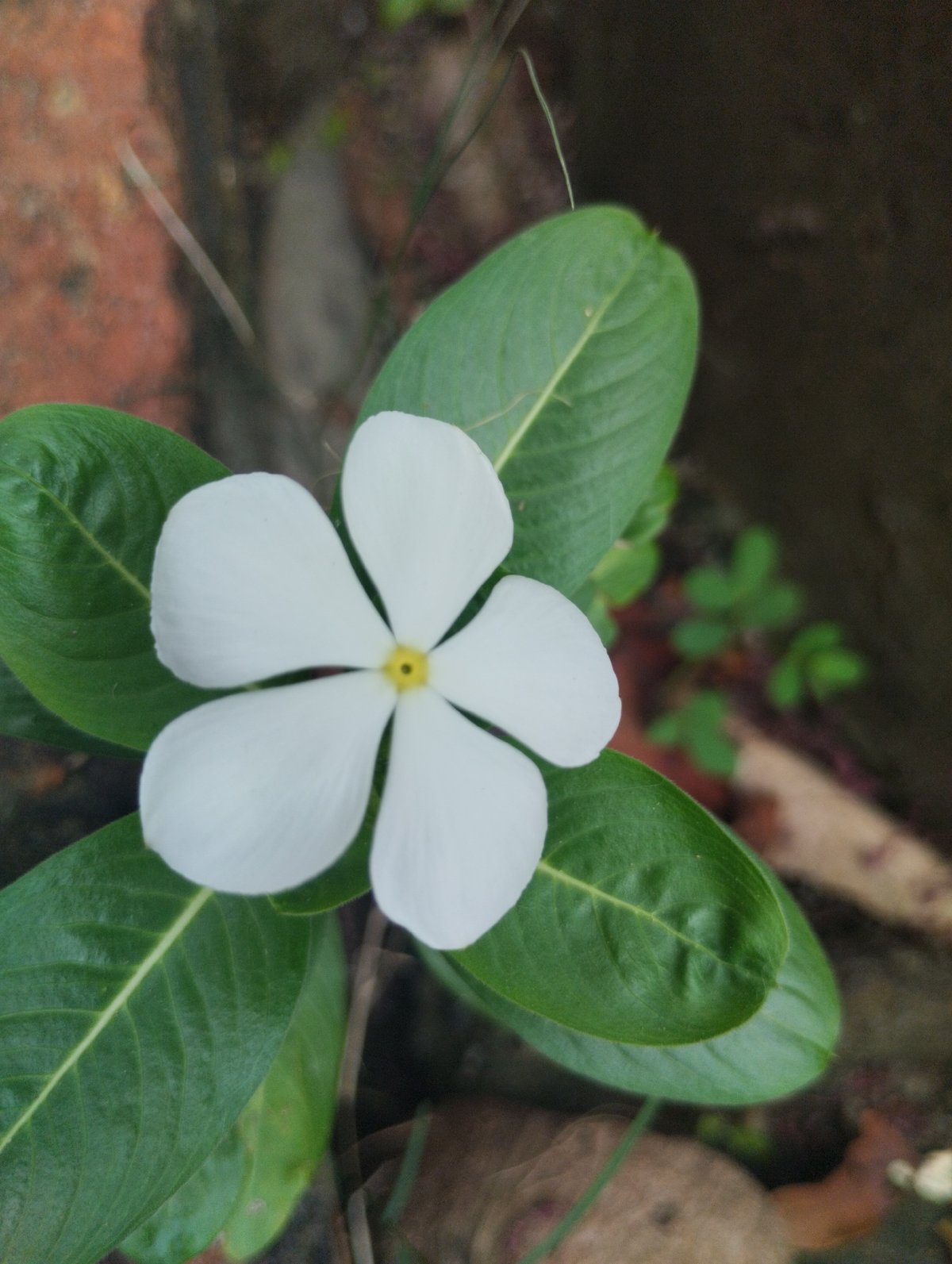 Close-up wildflower and tree blossom details in Lhokseumawe