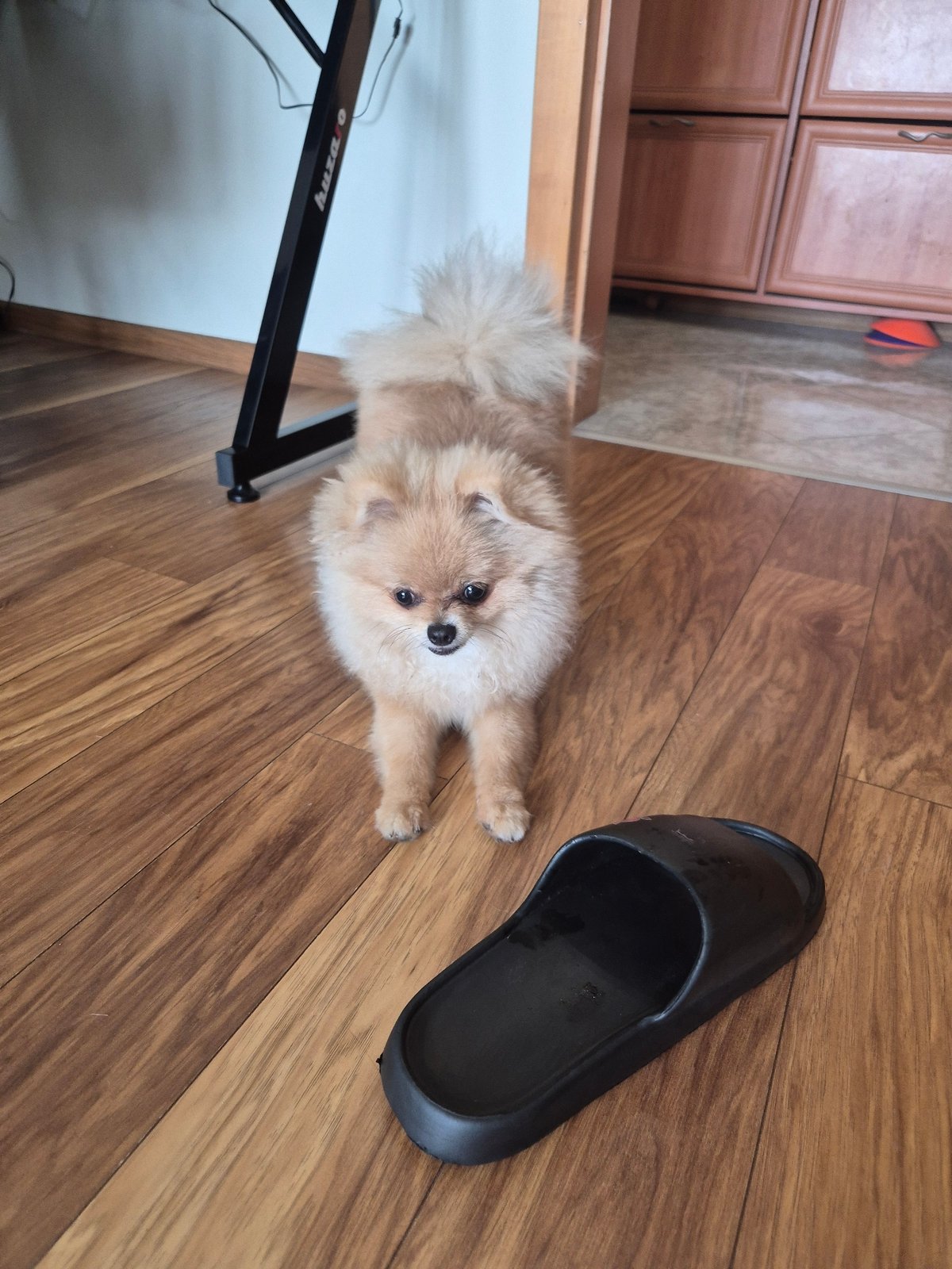 A fluffy Pomeranian, a red track, and a leafy close-up