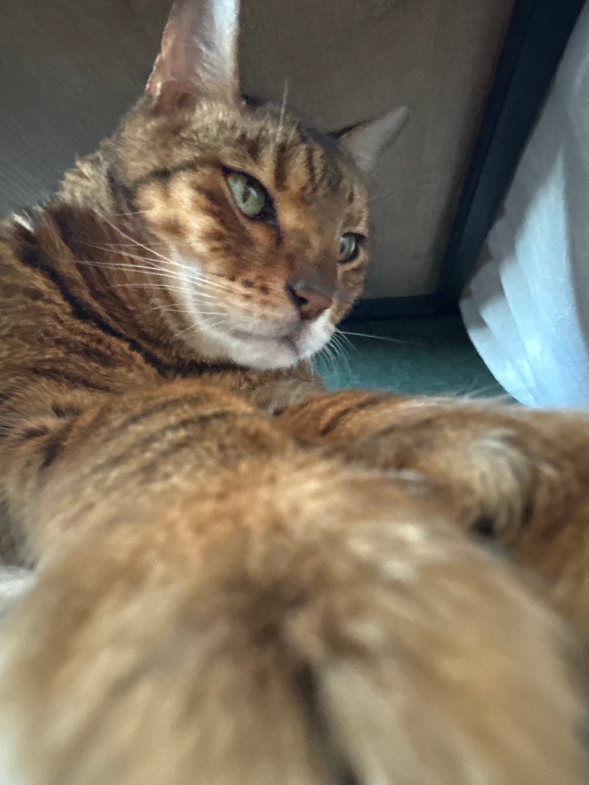 Cats, coffee, and a lazy afternoon in the park