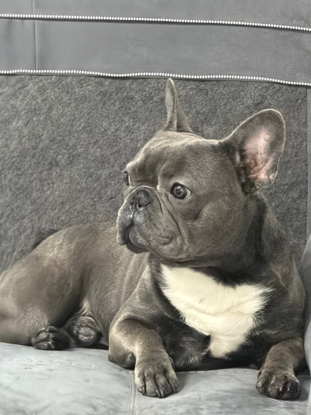 French bulldog enjoys quiet evening at home in Bulgaria