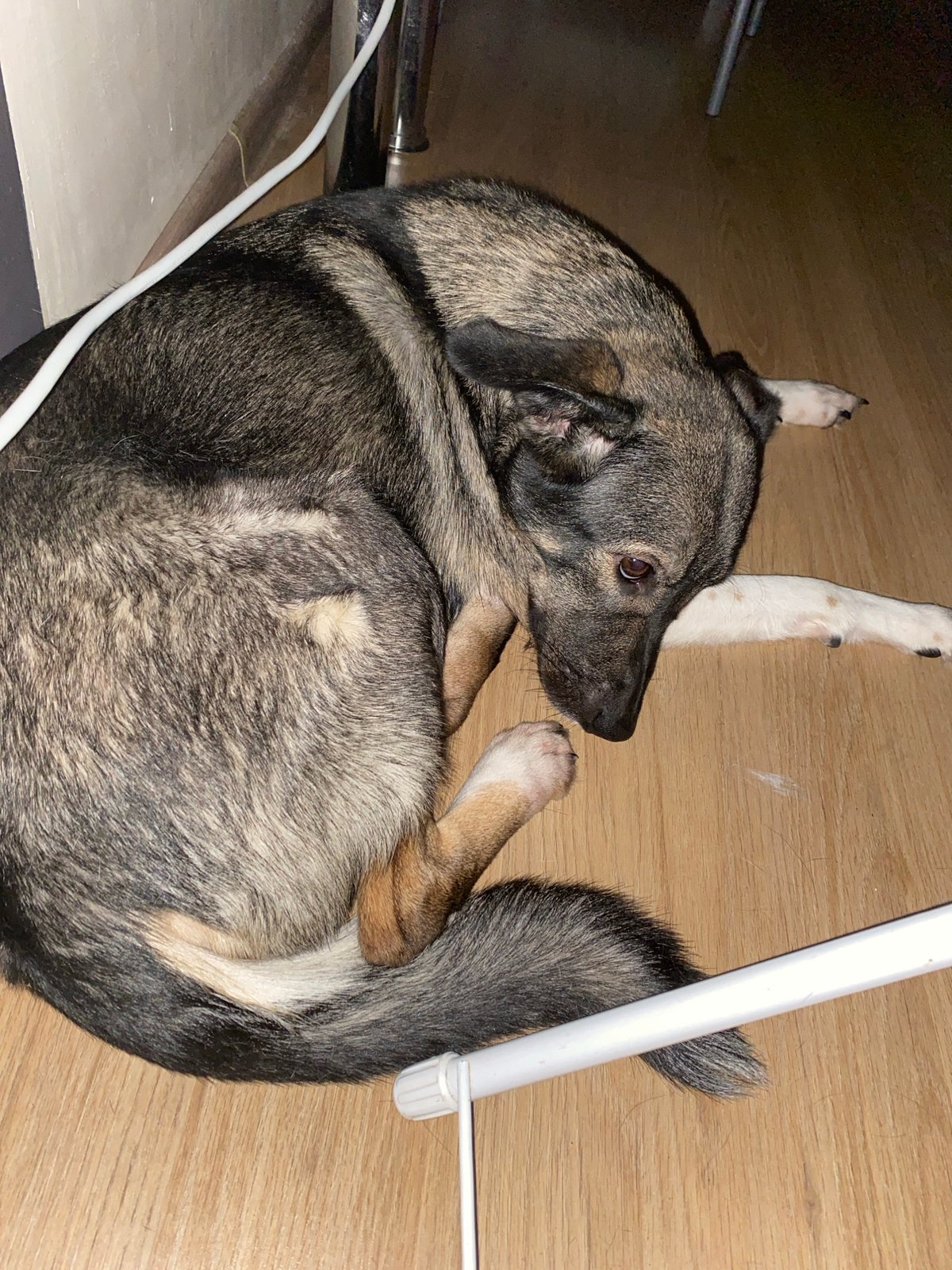 Pet and musical equipment spotted in Chaikovsky homes
