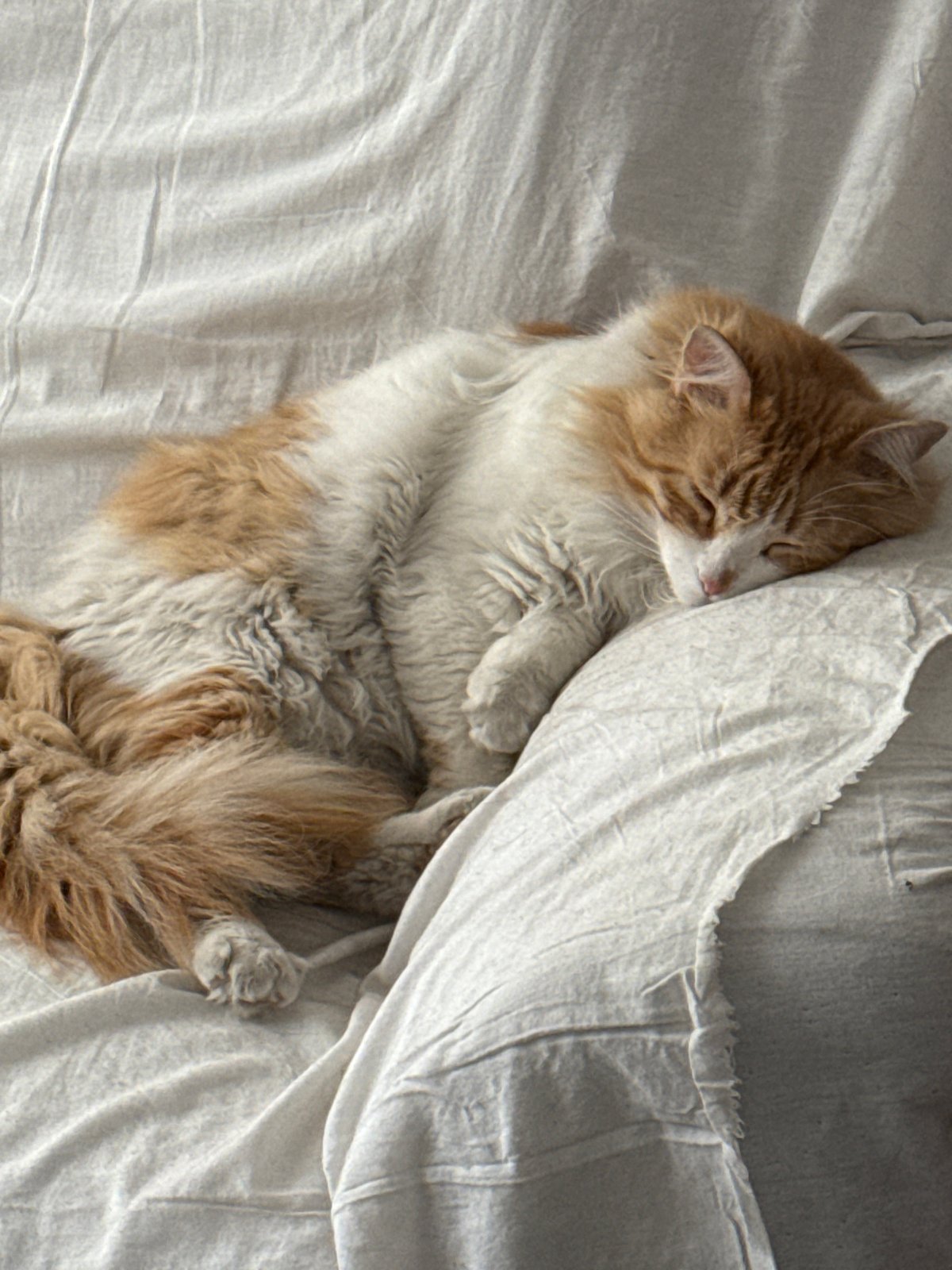 Cats observed resting across multiple locations in Puebla, Mexico
