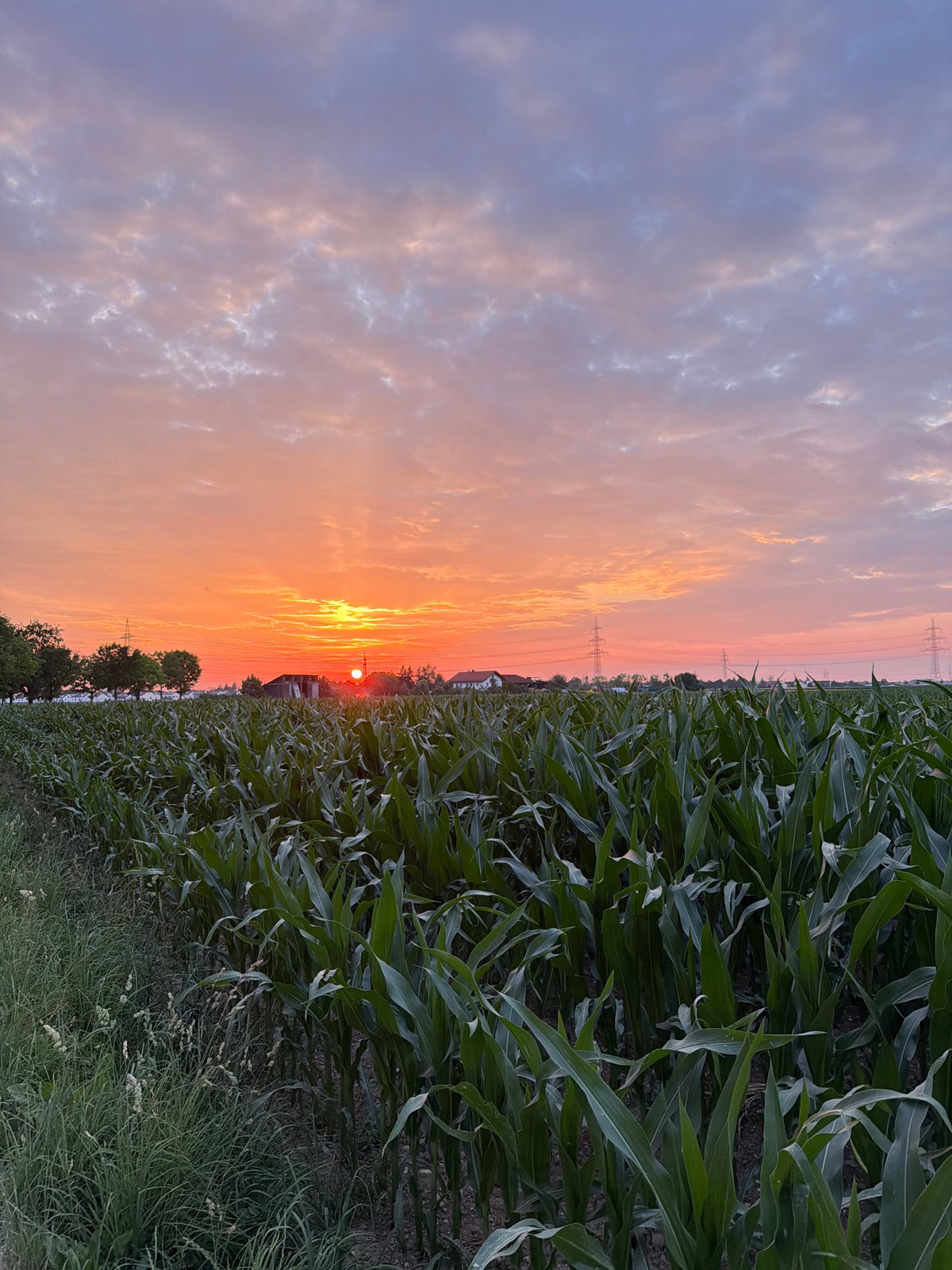 Sunset walk through Poing's fields with a poodle in tow