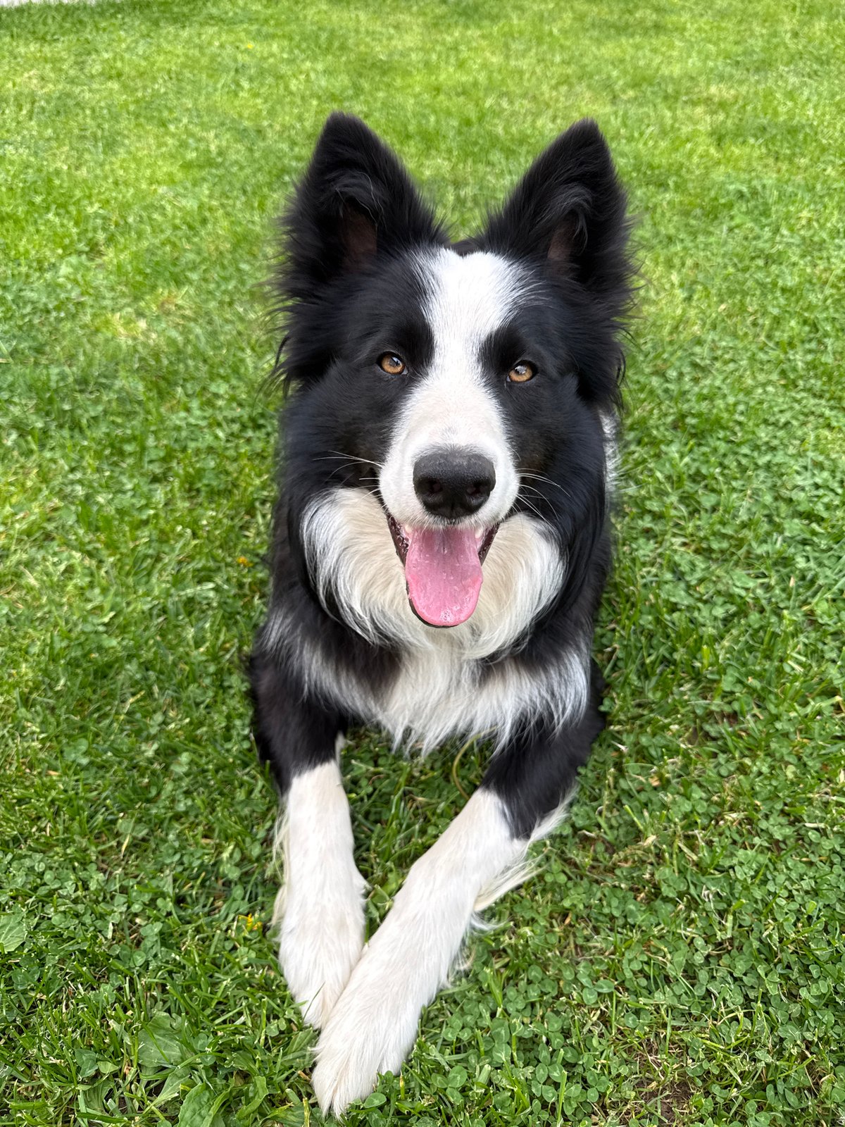 Border Collie enjoys grass time in Berkovitsa, Bulgaria