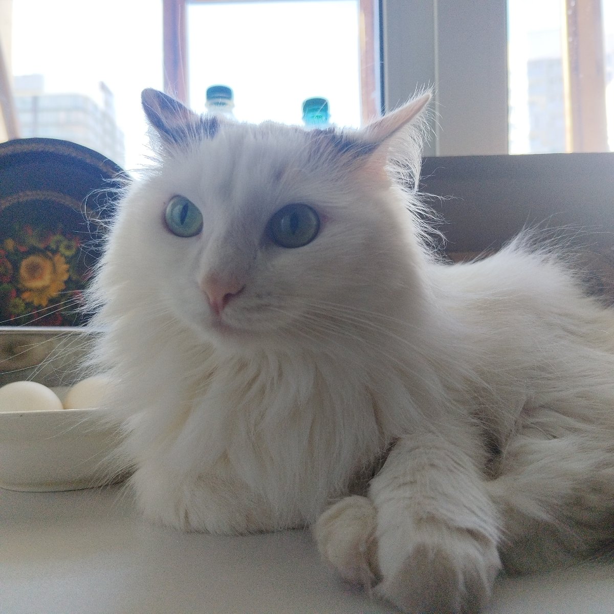 Woman documents Easter morning with cat in Yekaterinburg