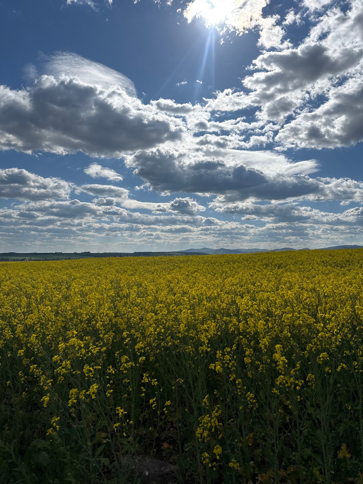 Spring blooms documented in Slovak countryside