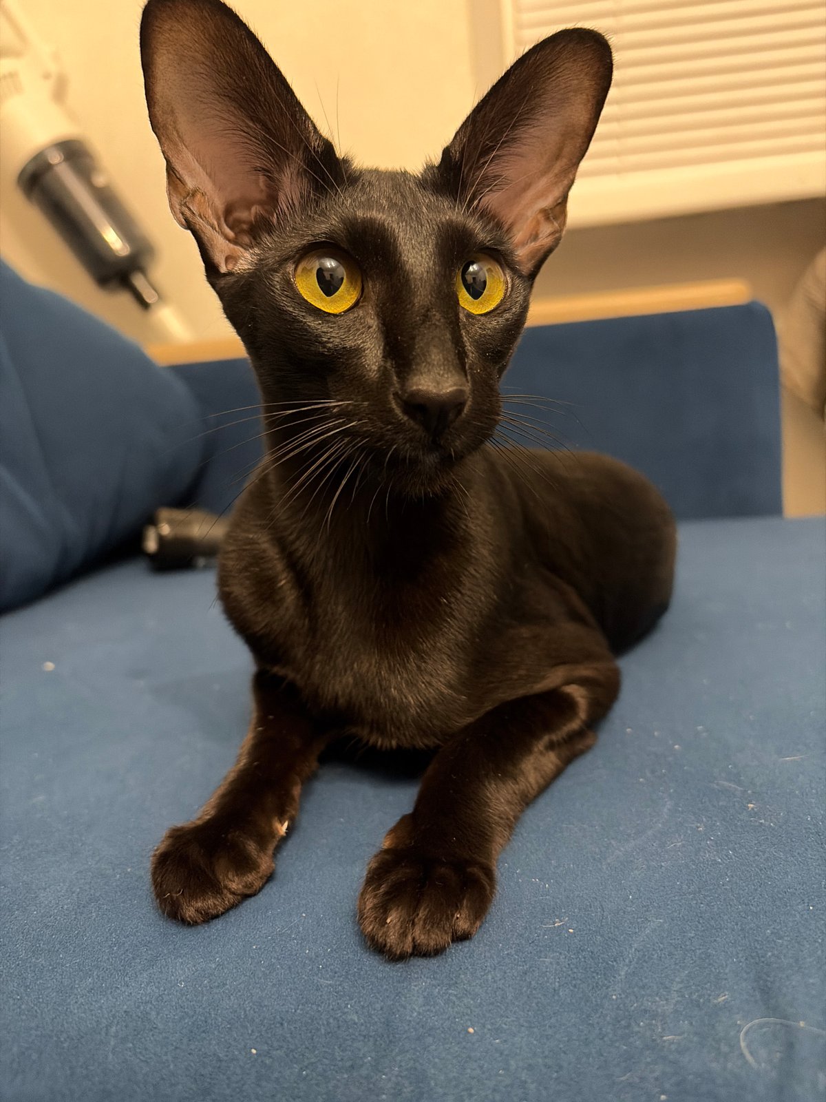 Black Oriental Shorthair cat going about its day in a Chaikovsky apartment