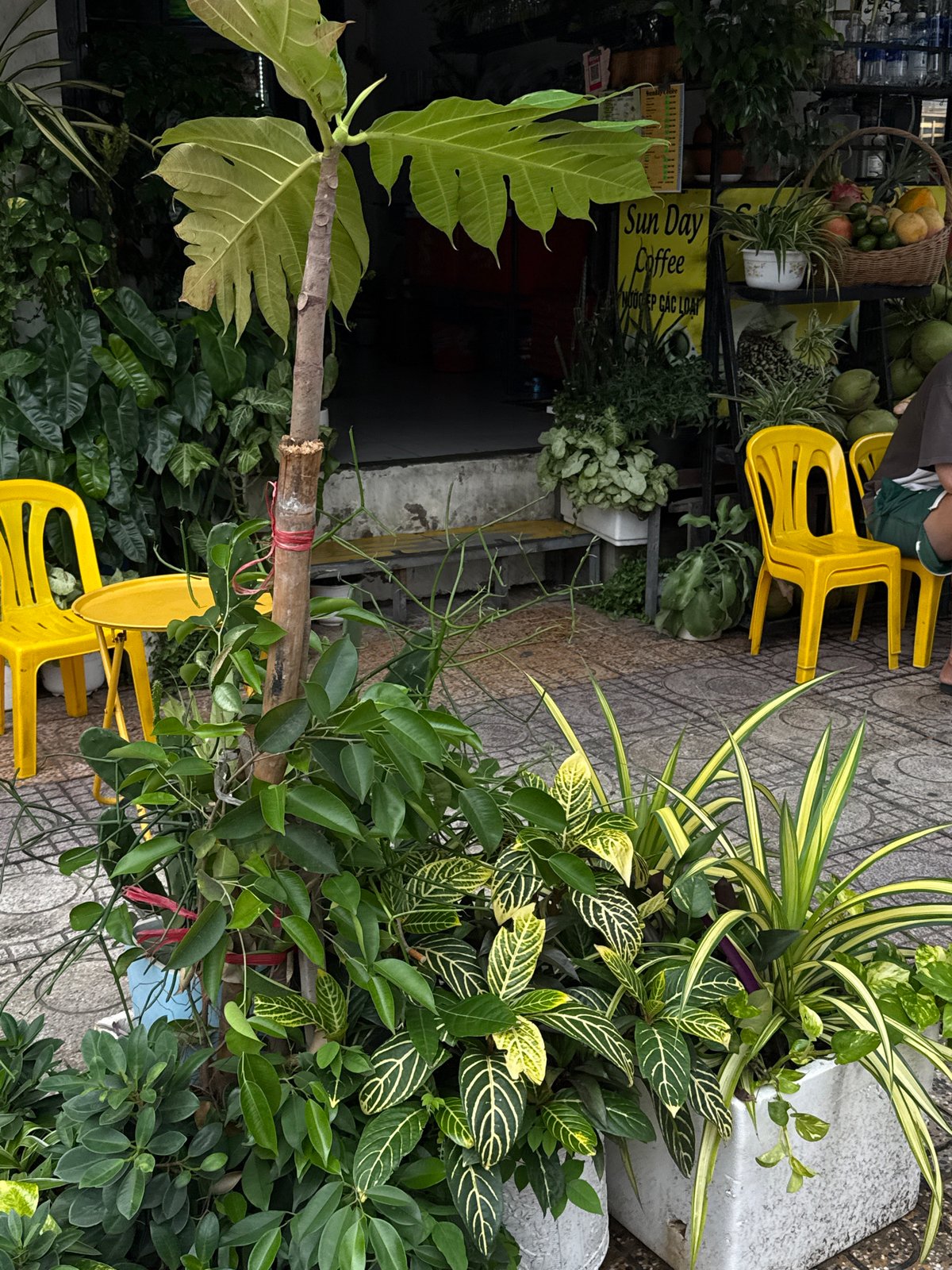Morning life documented across Nha Trang wards, Vietnam