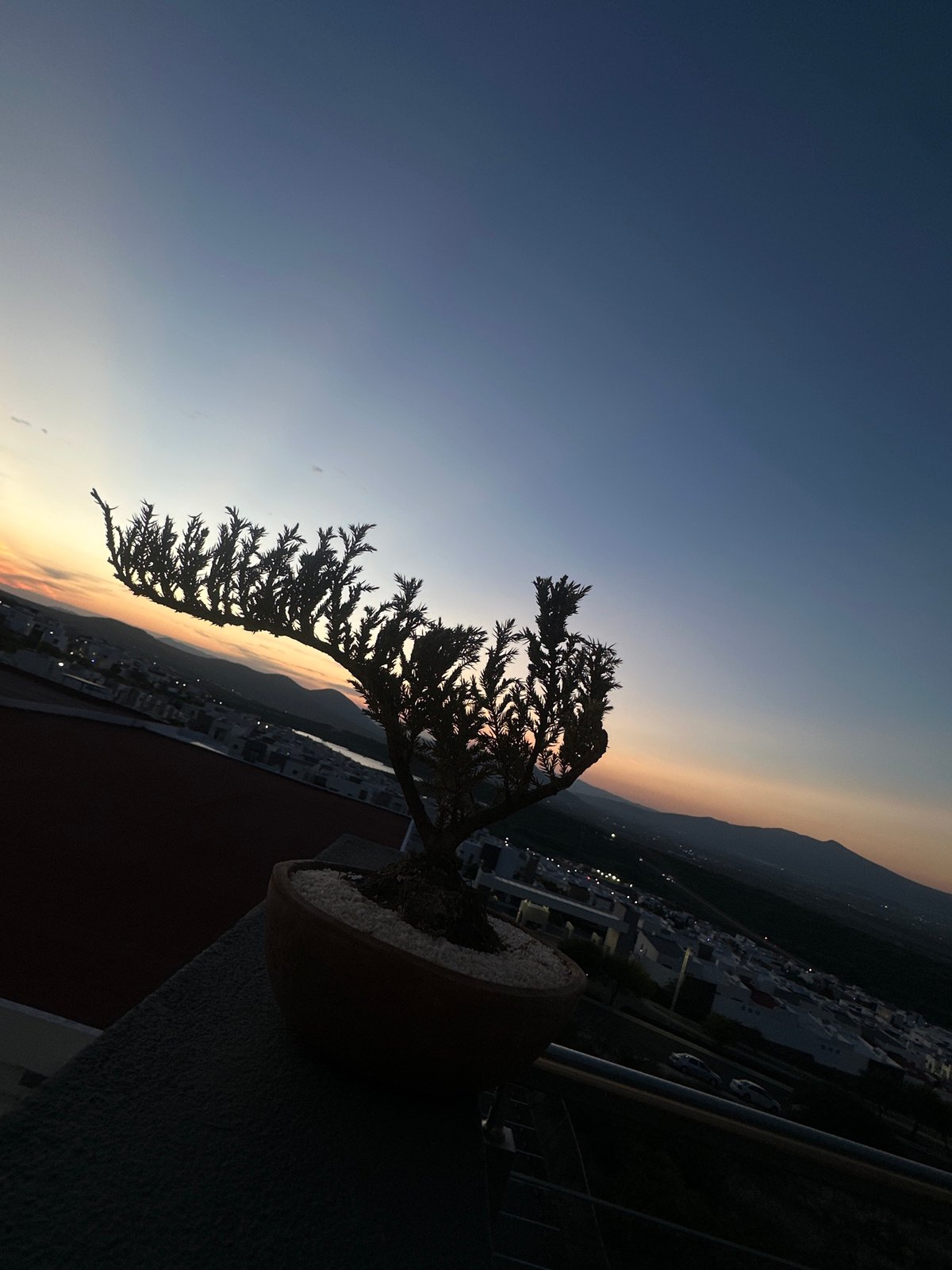 Bonsai silhouette captured against dusk cityscape in Zibatá, Mexico