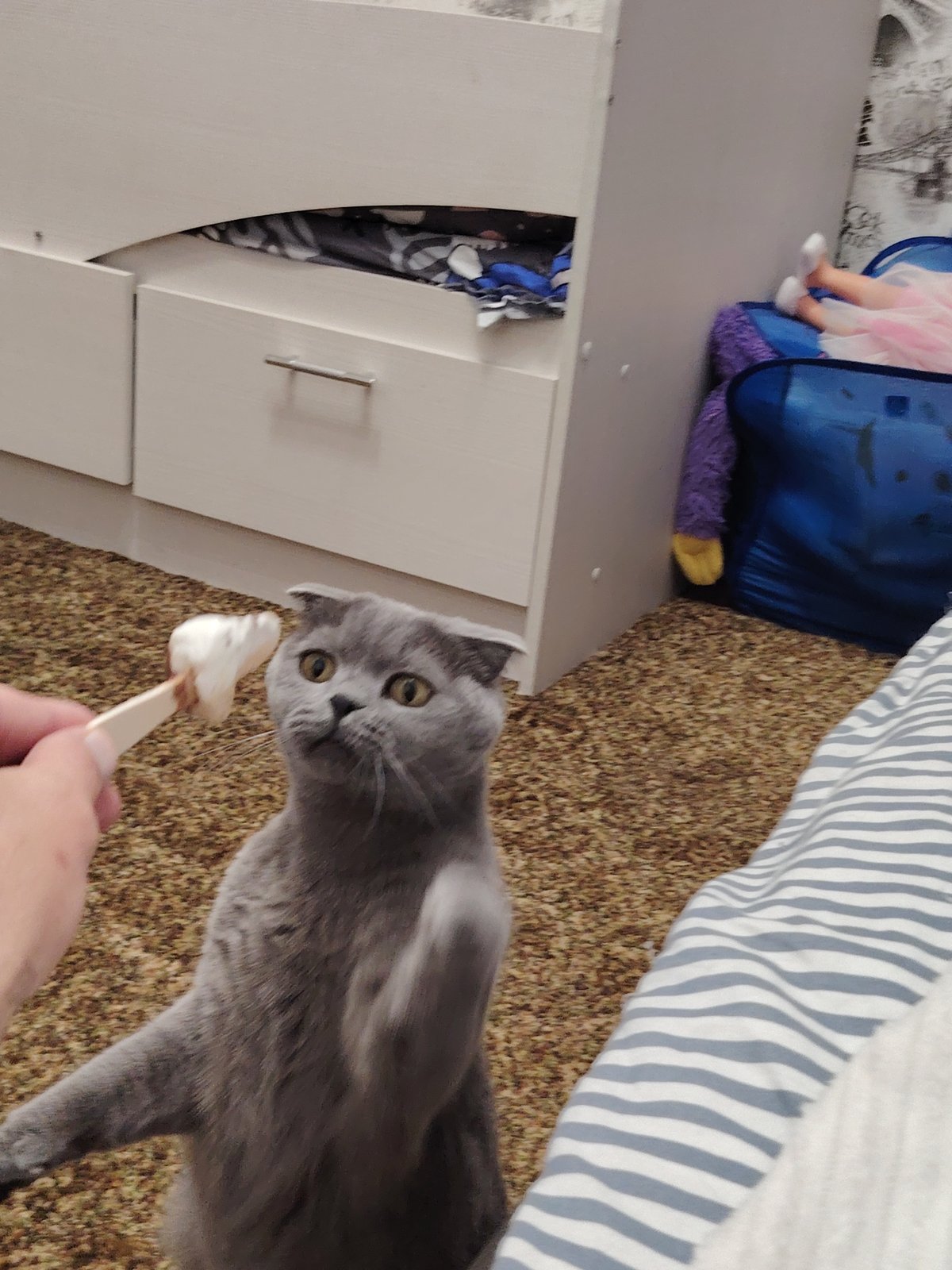 Scottish Fold reaches for a treat on a stick indoors