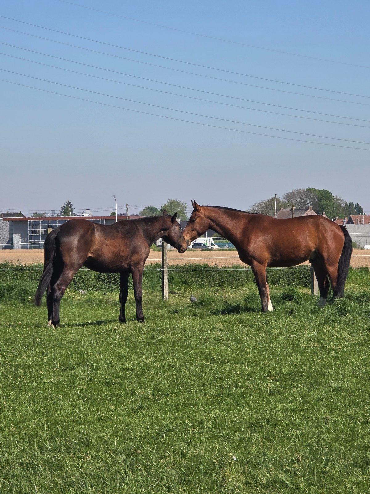 Two brown horses nuzzle across fence in Belgian field