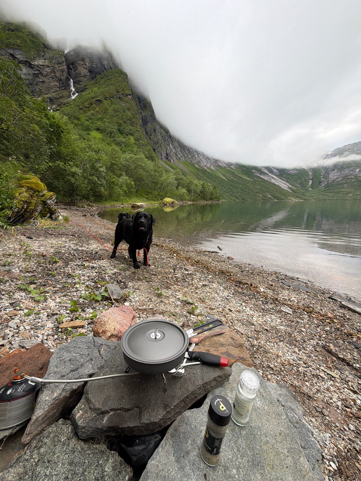 Camping with dogs on the rocky shores of Glomfjord