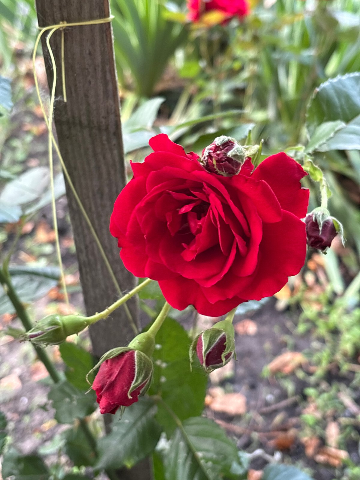 Morning coffee and garden details from a blooming backyard