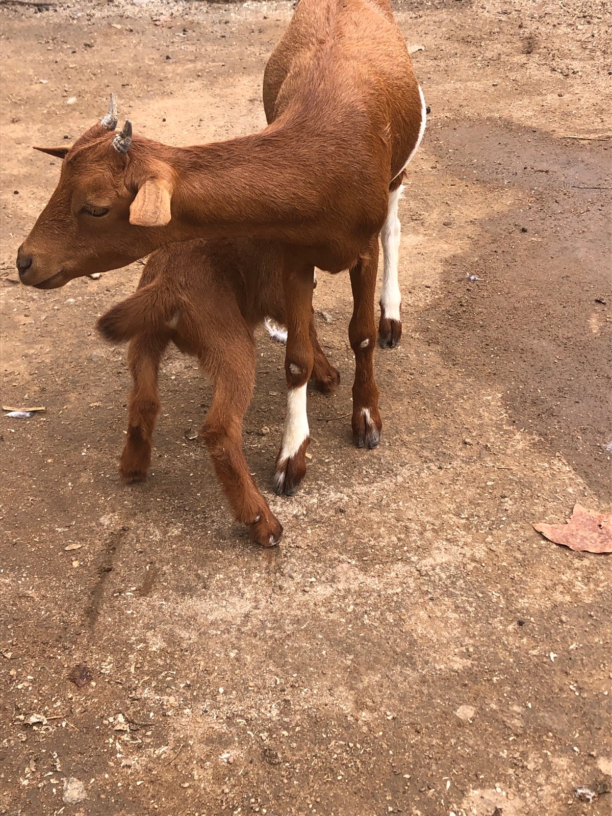 Daily life moments documented across Kabong, Nigeria morning hours