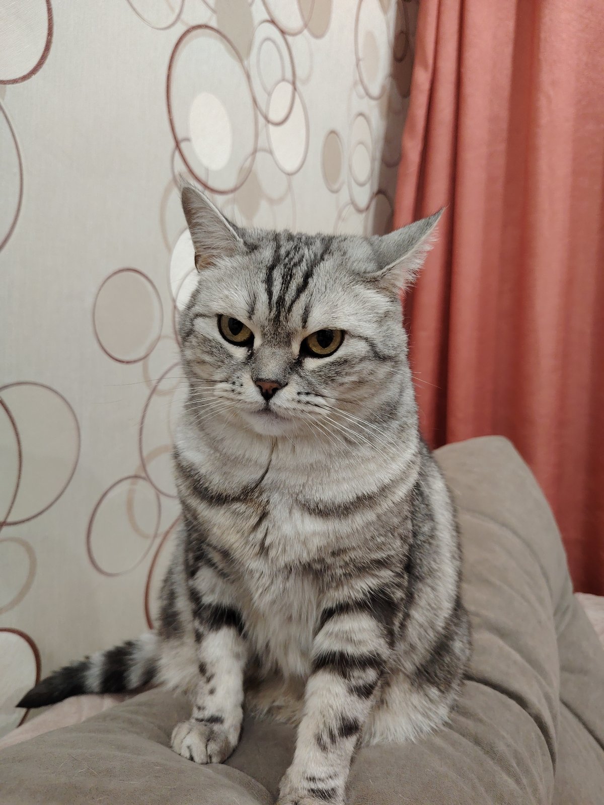 Cats lounging on furniture captured in residential setting