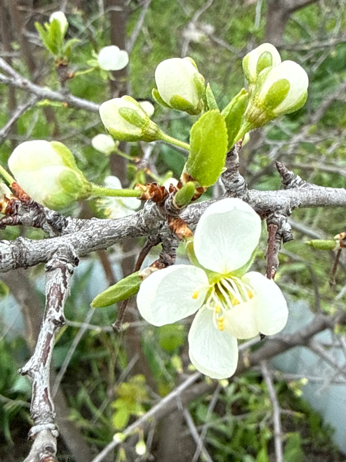 Spring scenes documented in Aksay, Kazakhstan over four minutes