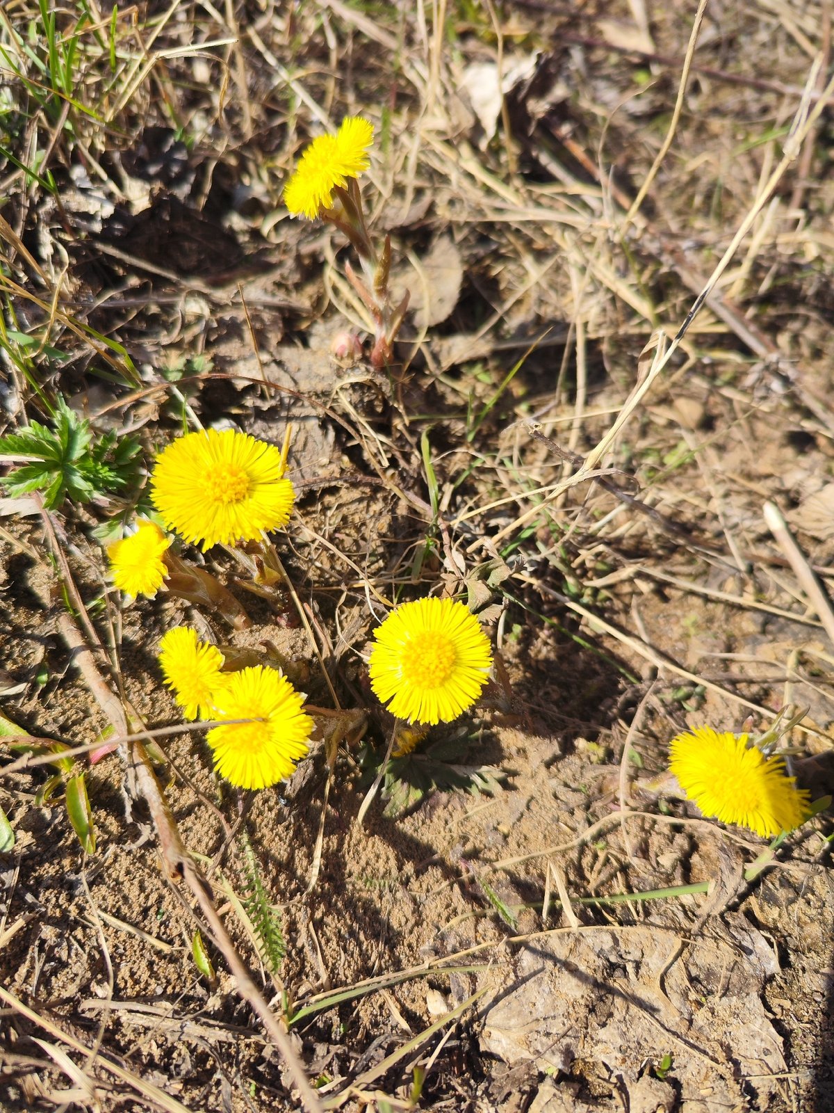 Spring wildflowers bloom in early morning documentation session