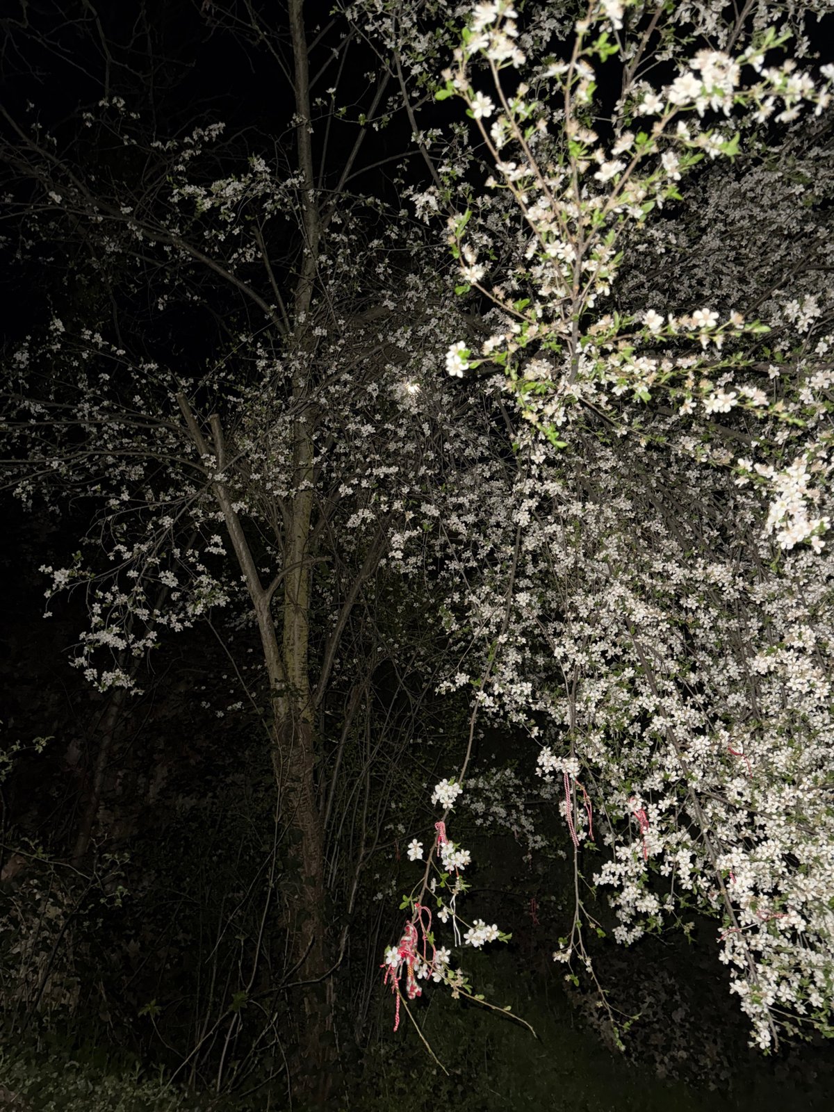 White flowering tree spotted at night in Pleven, Bulgaria