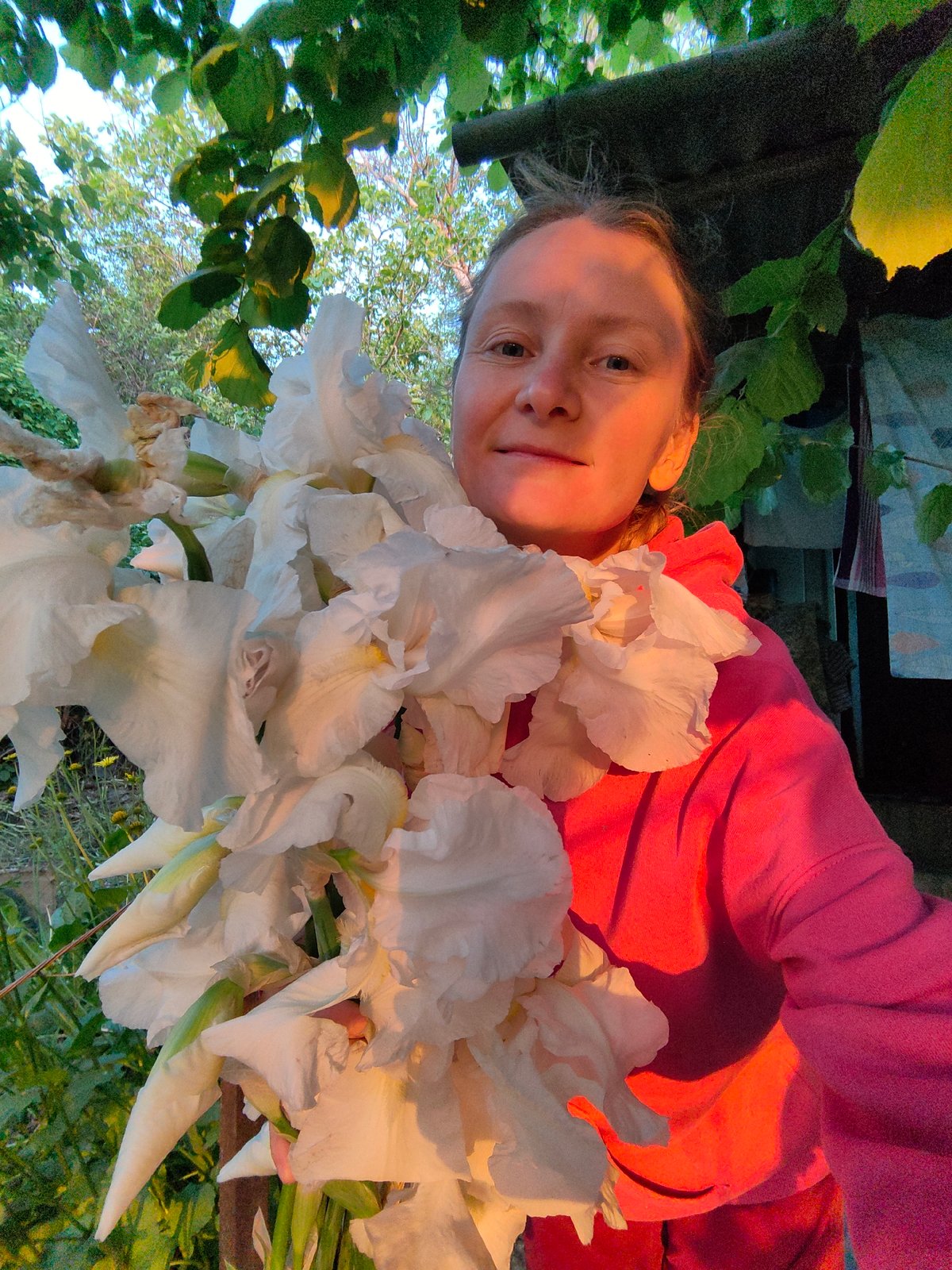 Woman gathers white irises in Ukrainian village afternoon