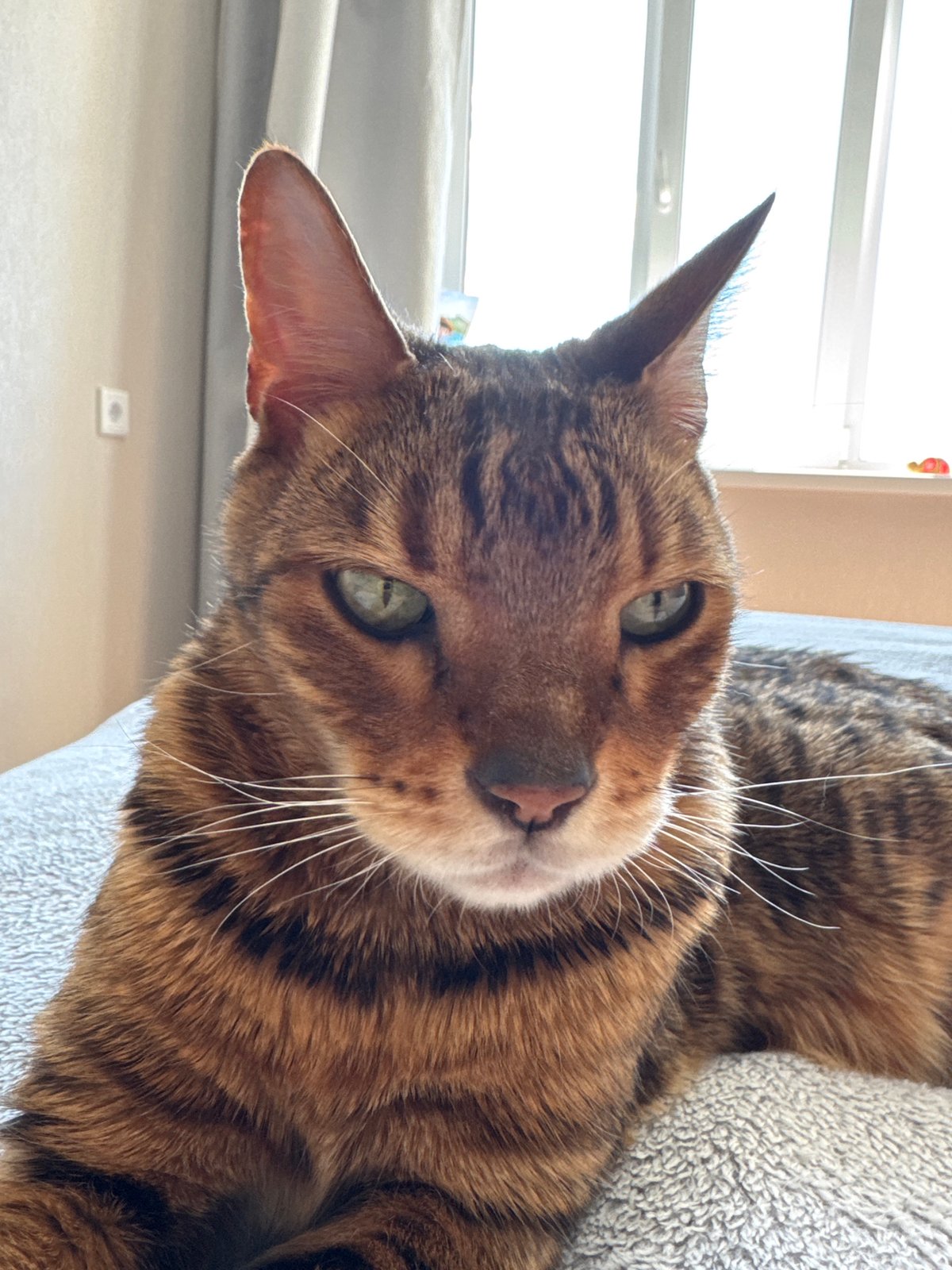Cats photographed resting indoors during morning hours