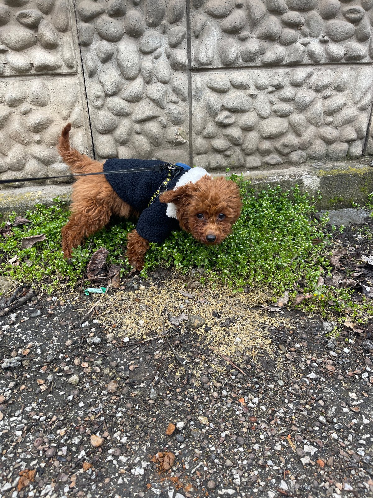 Sofia residents document dog walks, car cleaning on Friday morning