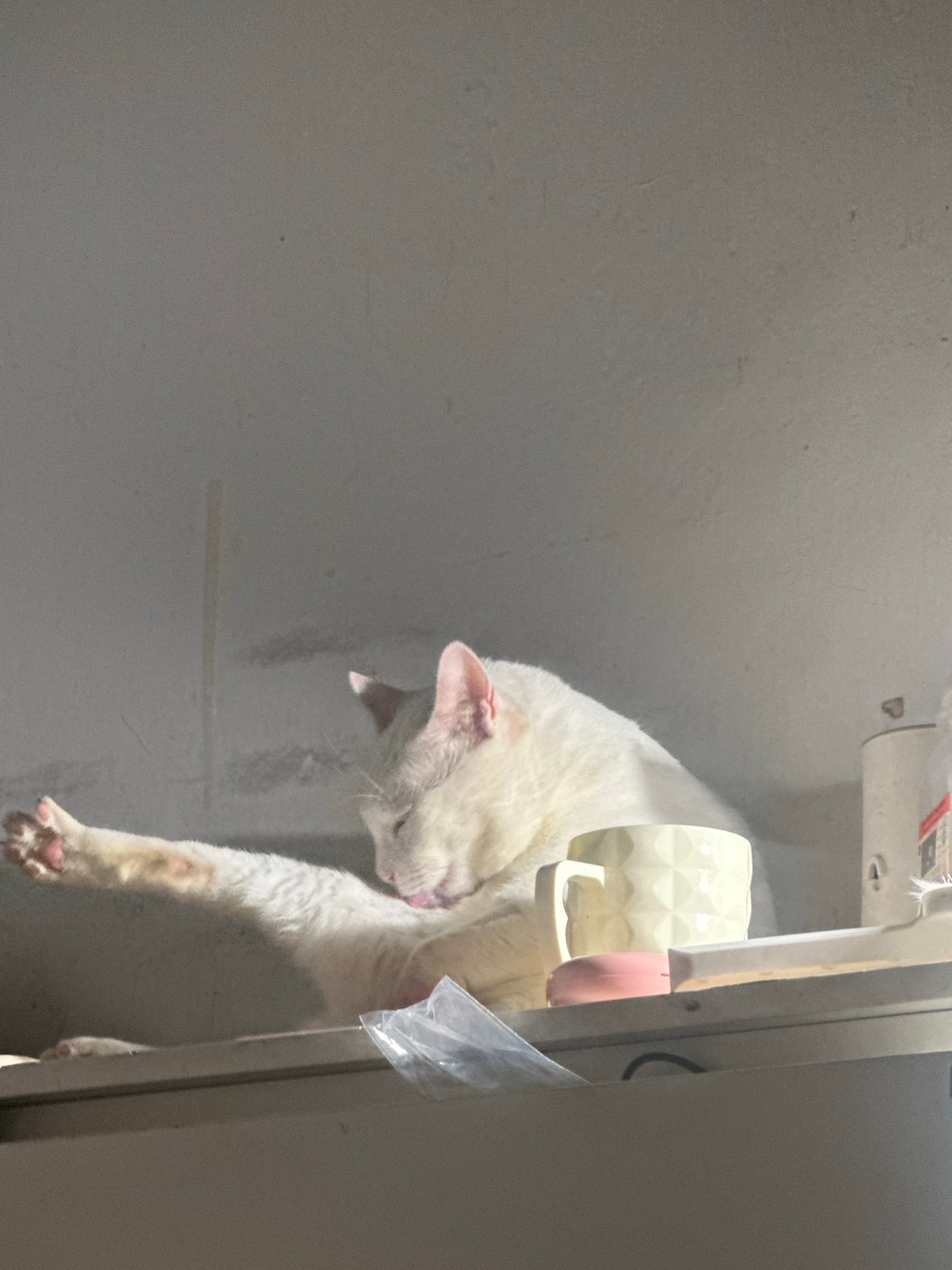 White cat grooming session captured indoors in North Jakarta