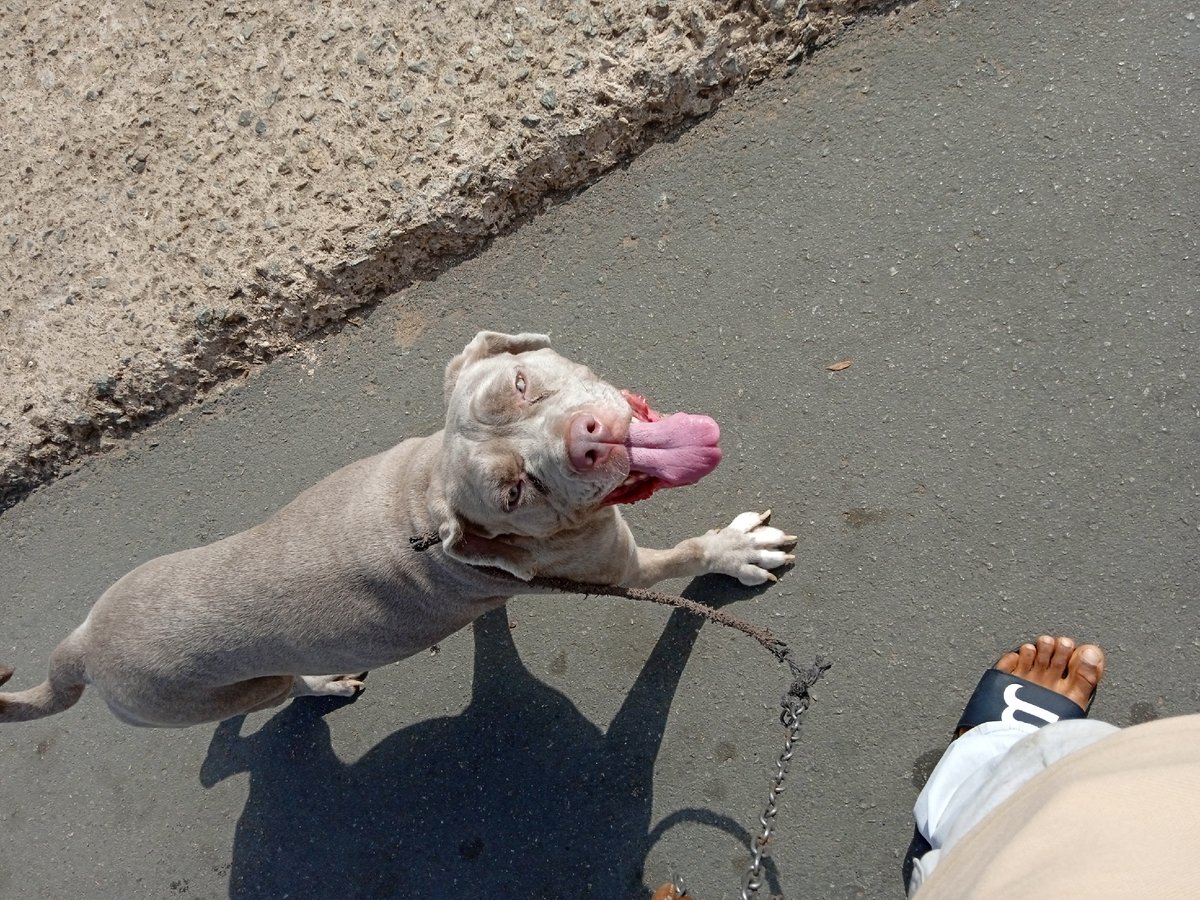 Dog and handler visit bustling urban market selling fruits, fish