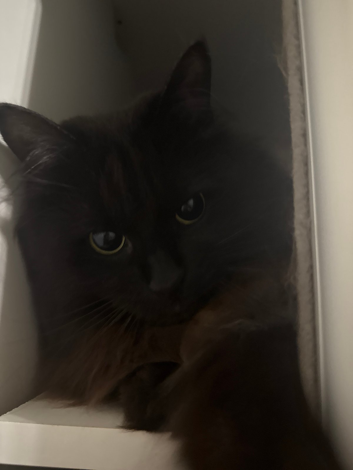 Playful cat explores shelf space in Saint Petersburg apartment