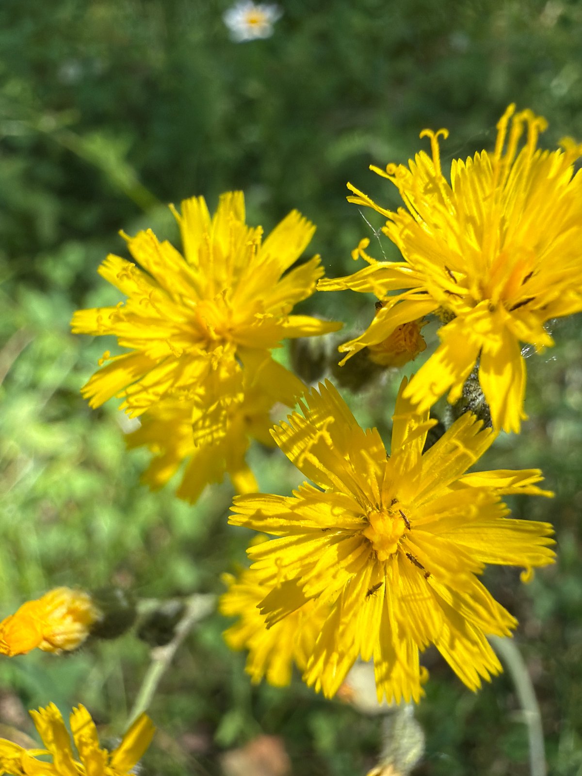 Summer stroll through a birch forest with wildflower close-ups