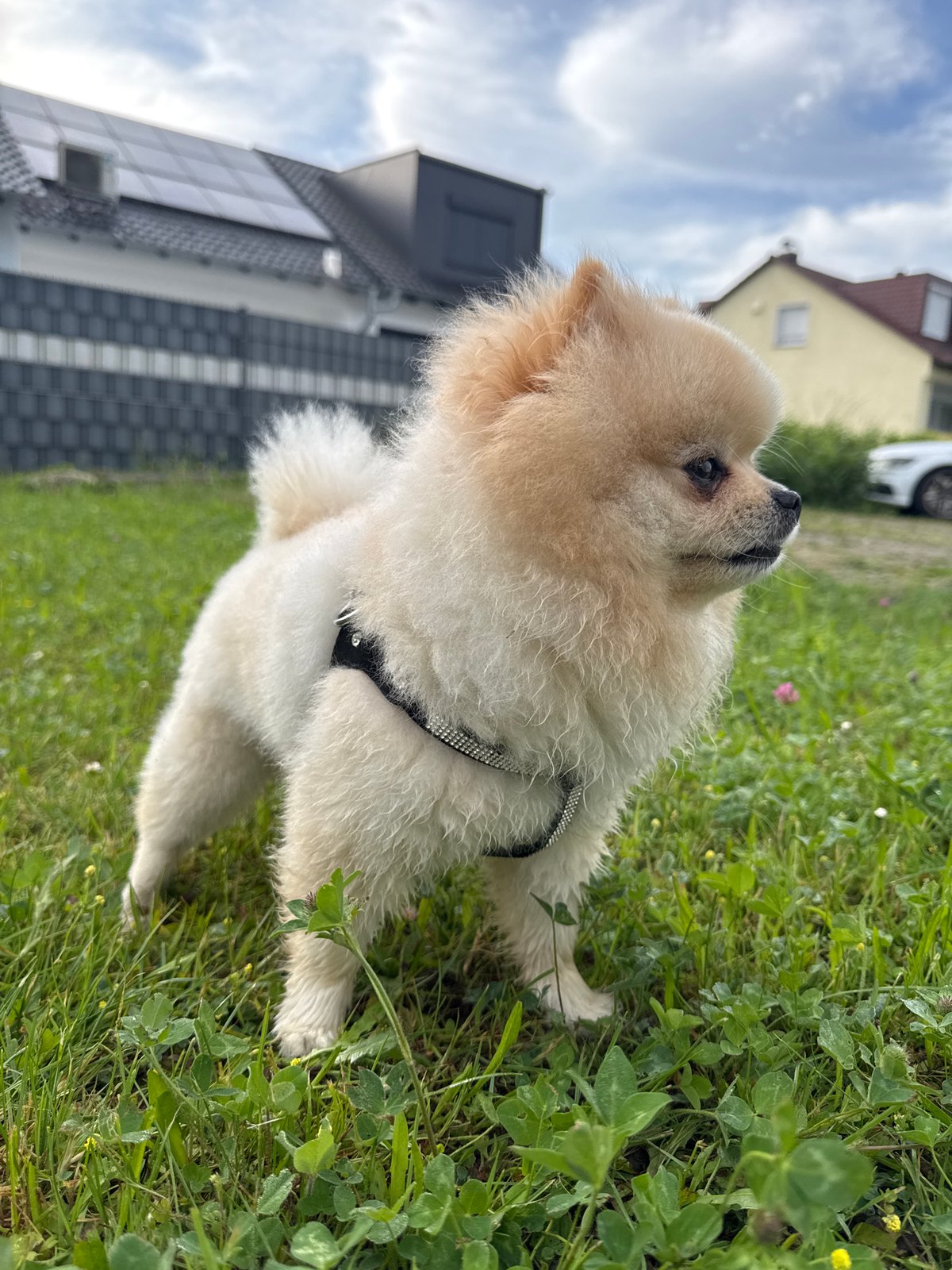 Pomeranian dog spotted multiple times in Bietigheim-Bissingen morning walk