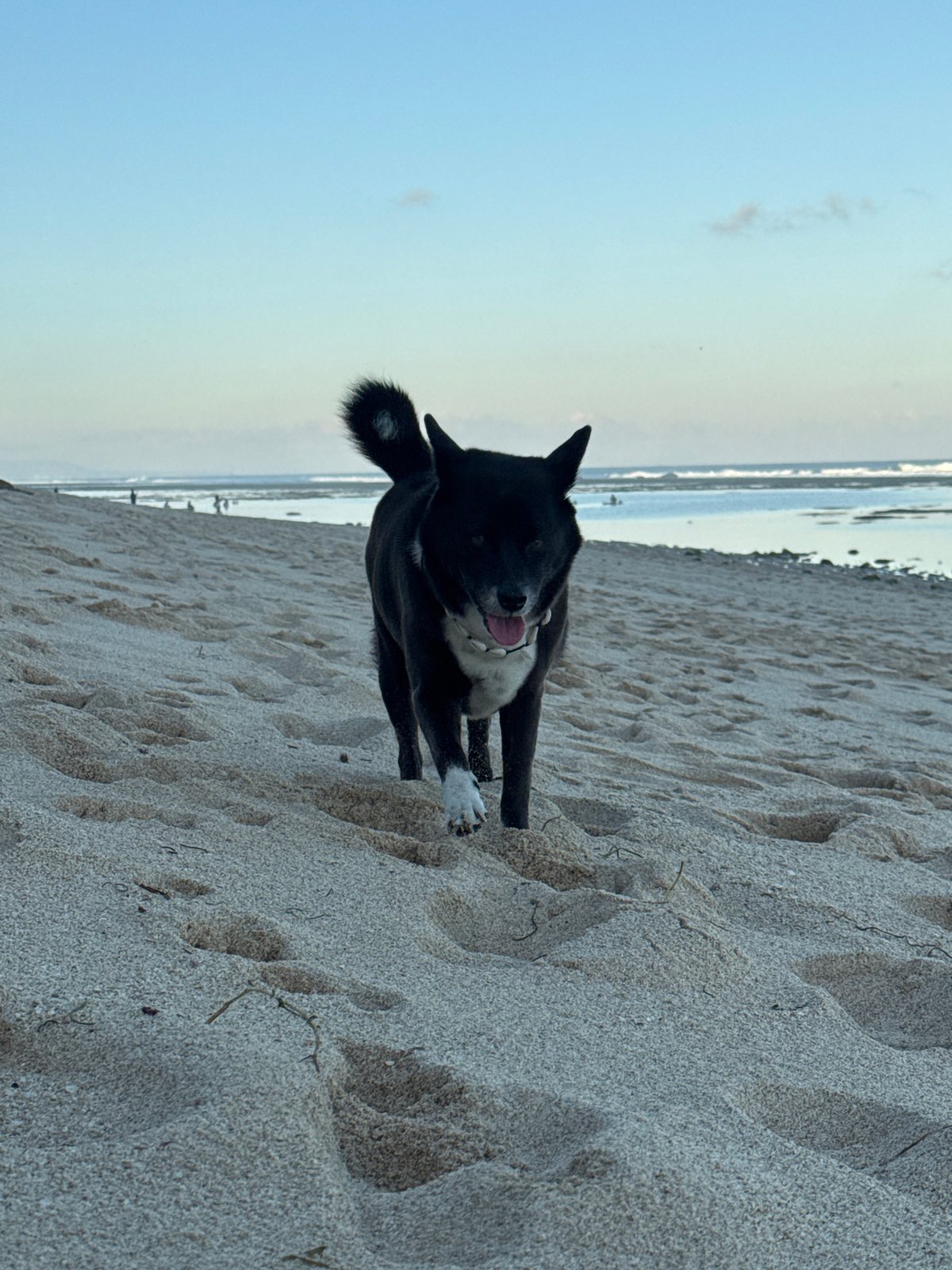 Paragliders, beach dogs, and shoreline scenes in Kuta Selatan