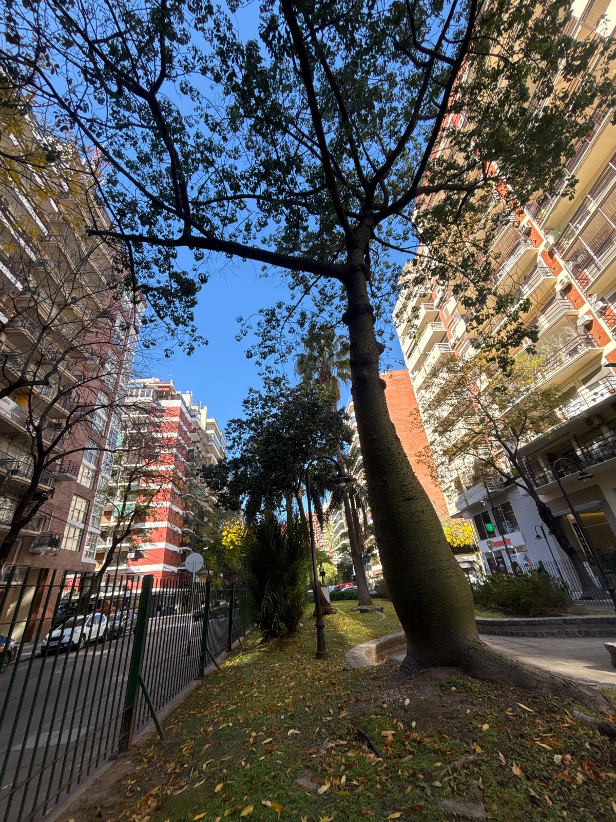 Buenos Aires bottle tree documented amid urban plaza setting