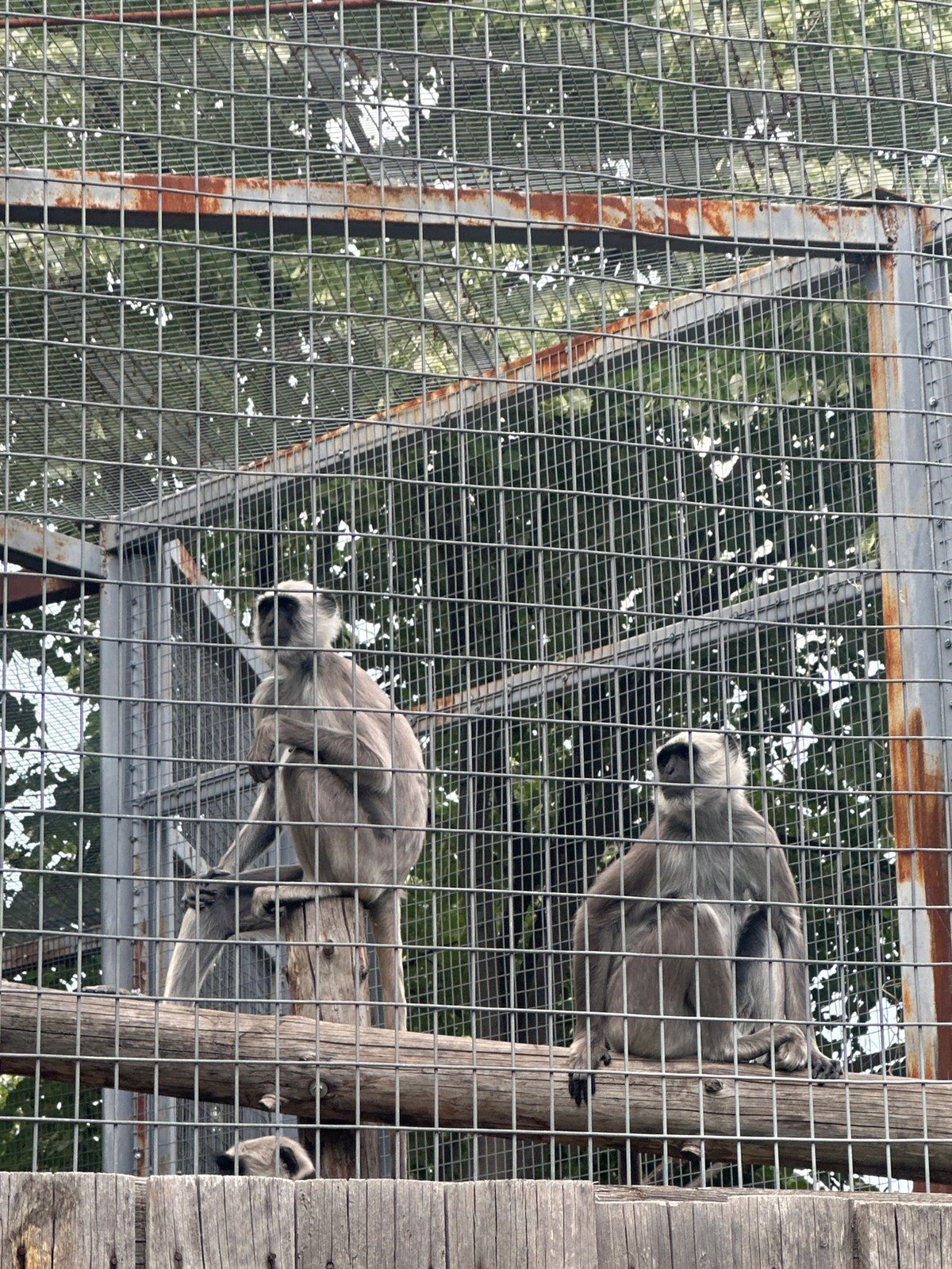 Afternoon zoo visit captures primates, swan at Sofia facilities