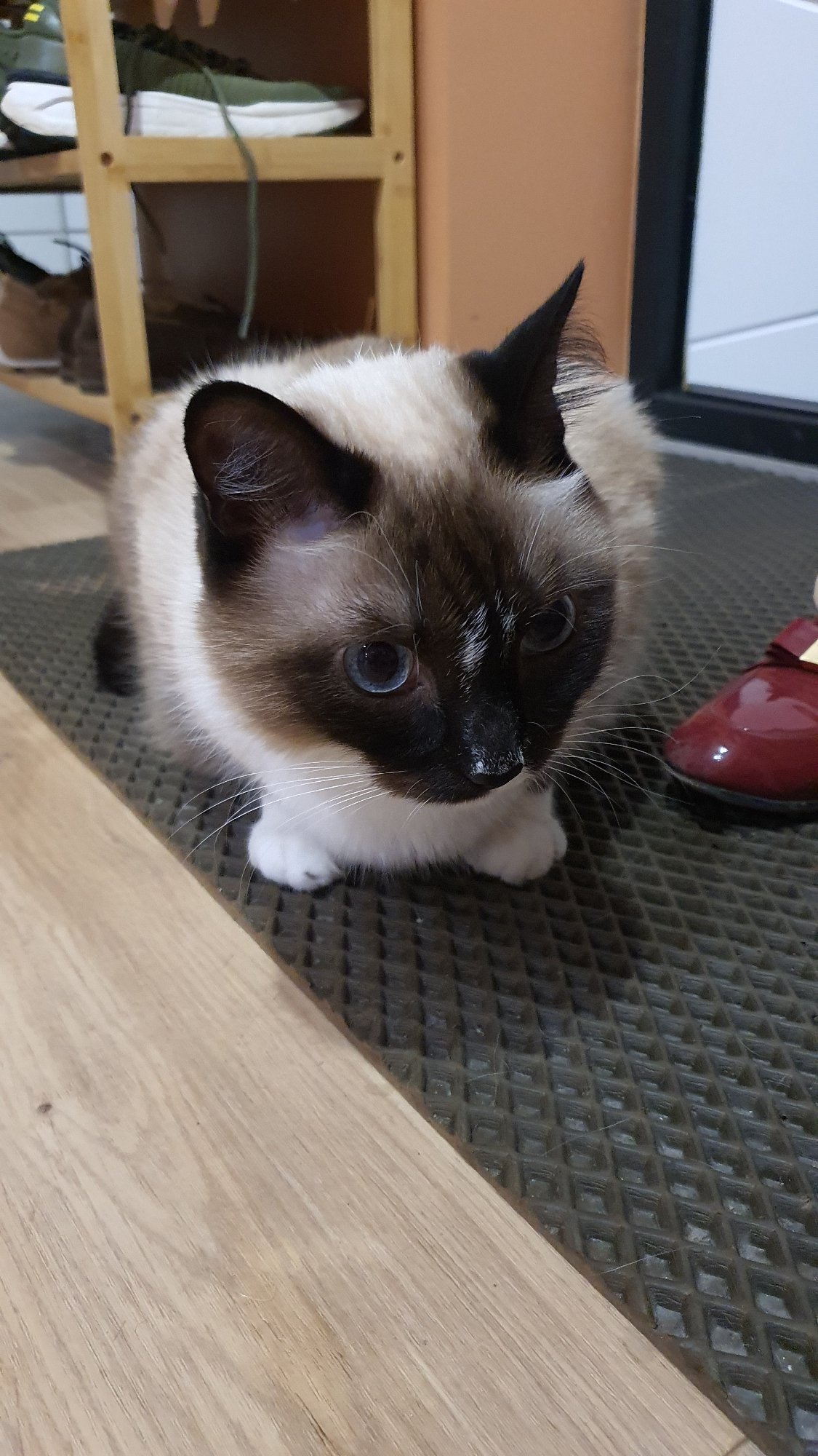 Siamese cat photographed from every angle in a Krasnoyarsk apartment