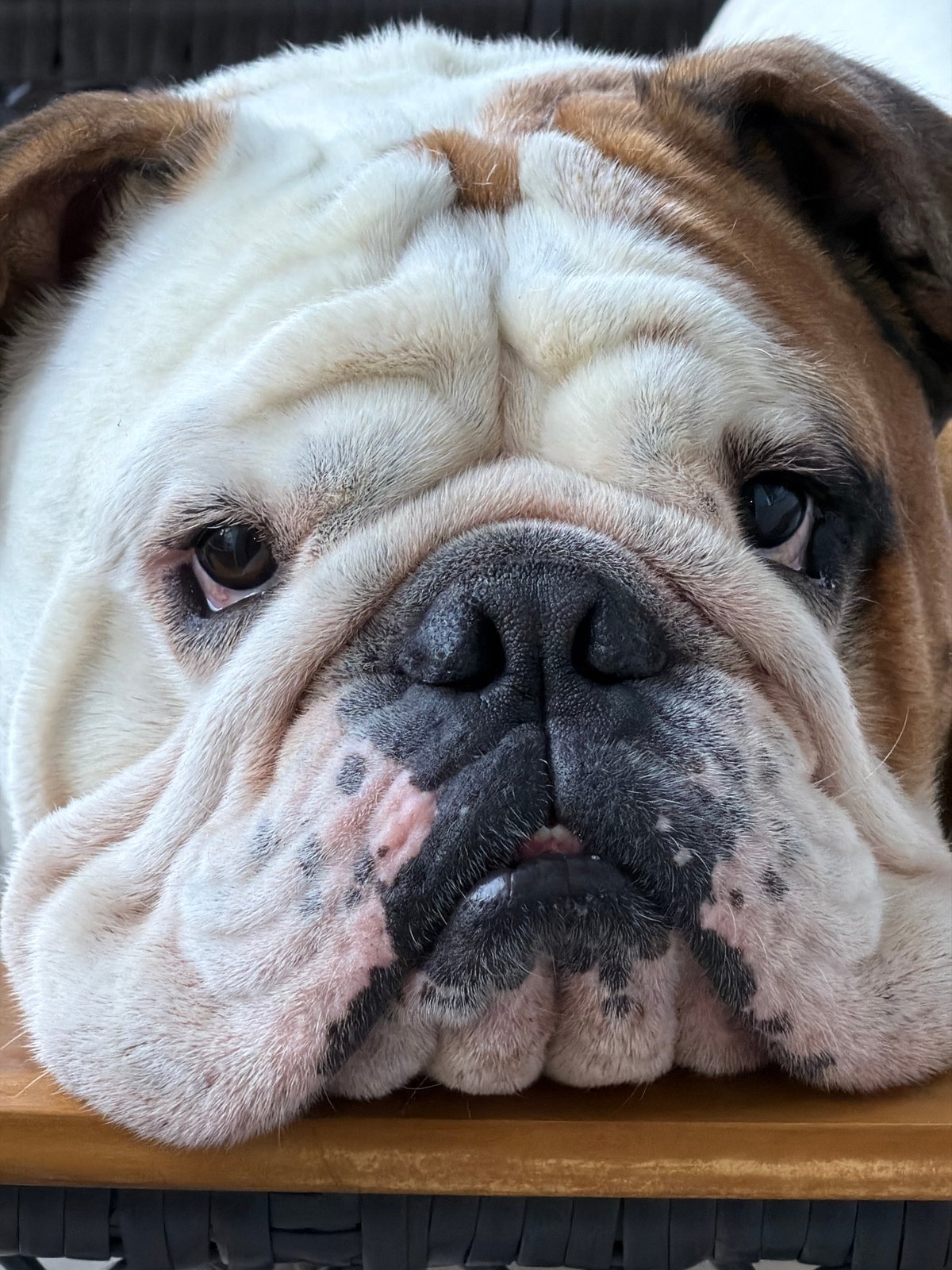 Early morning scenes captured in Sofia featuring bulldog, park festivities