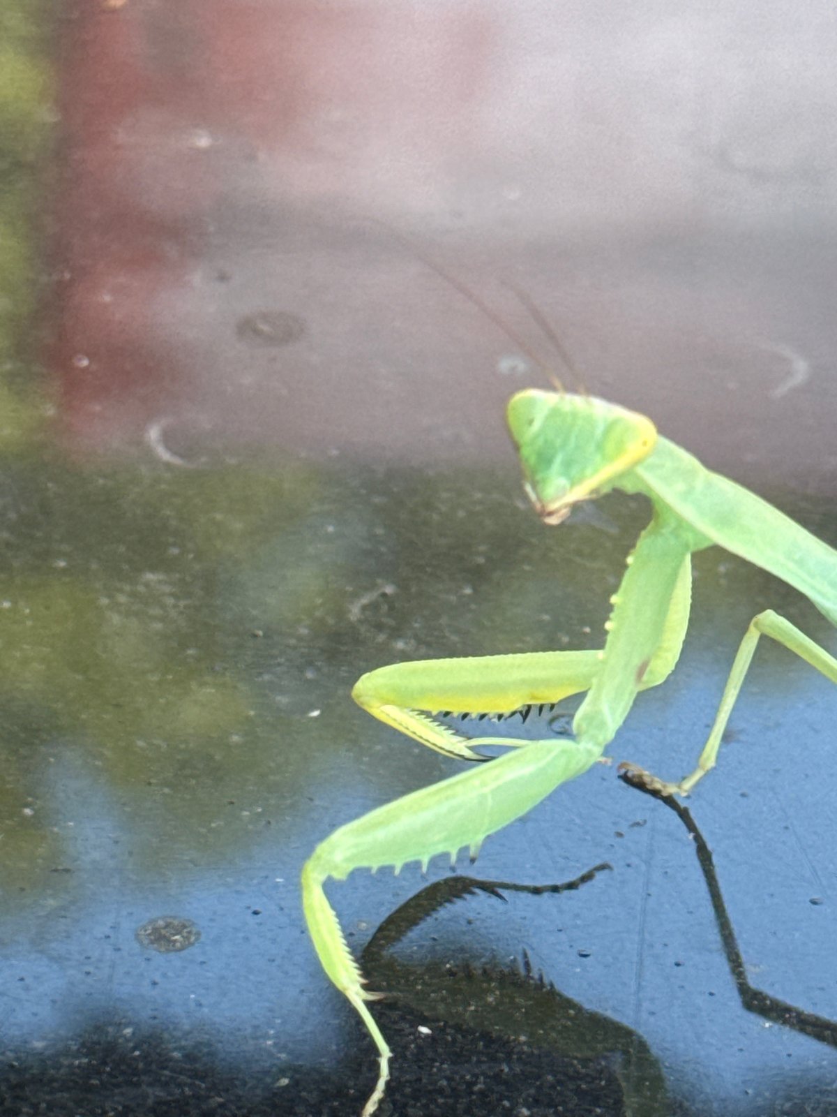 Praying mantis up close on a reflective surface in Ungheni