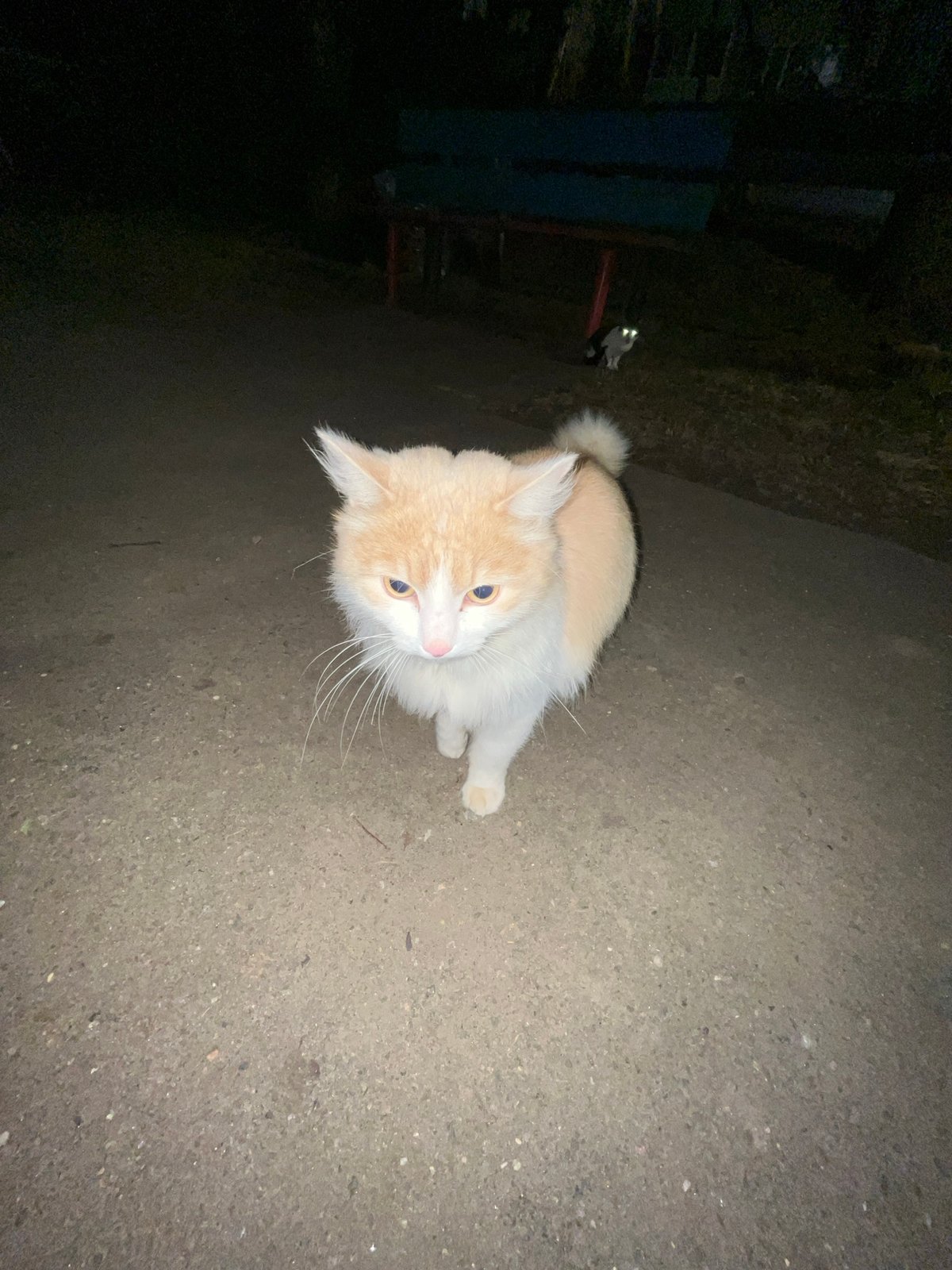 Evening life documented in Раздолье: pets, pizza, park moments