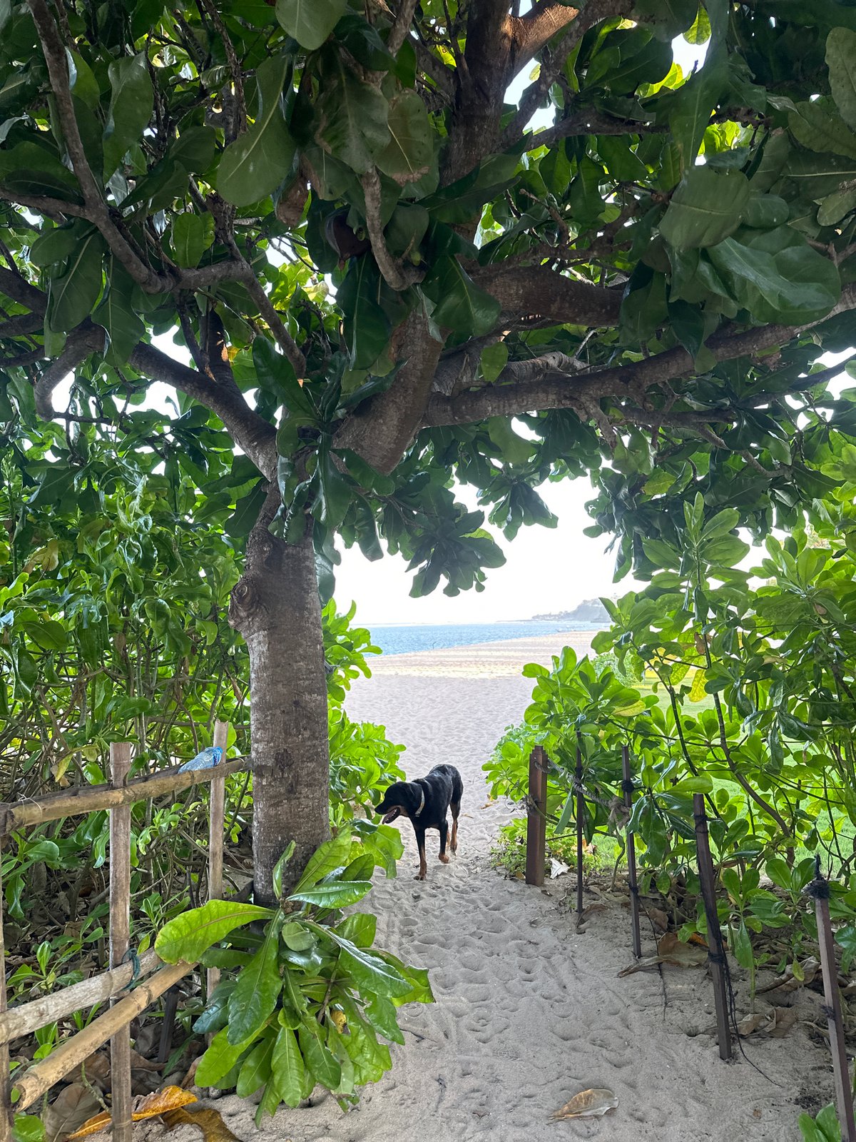 Morning beach walk with dogs captured in Kuta Selatan