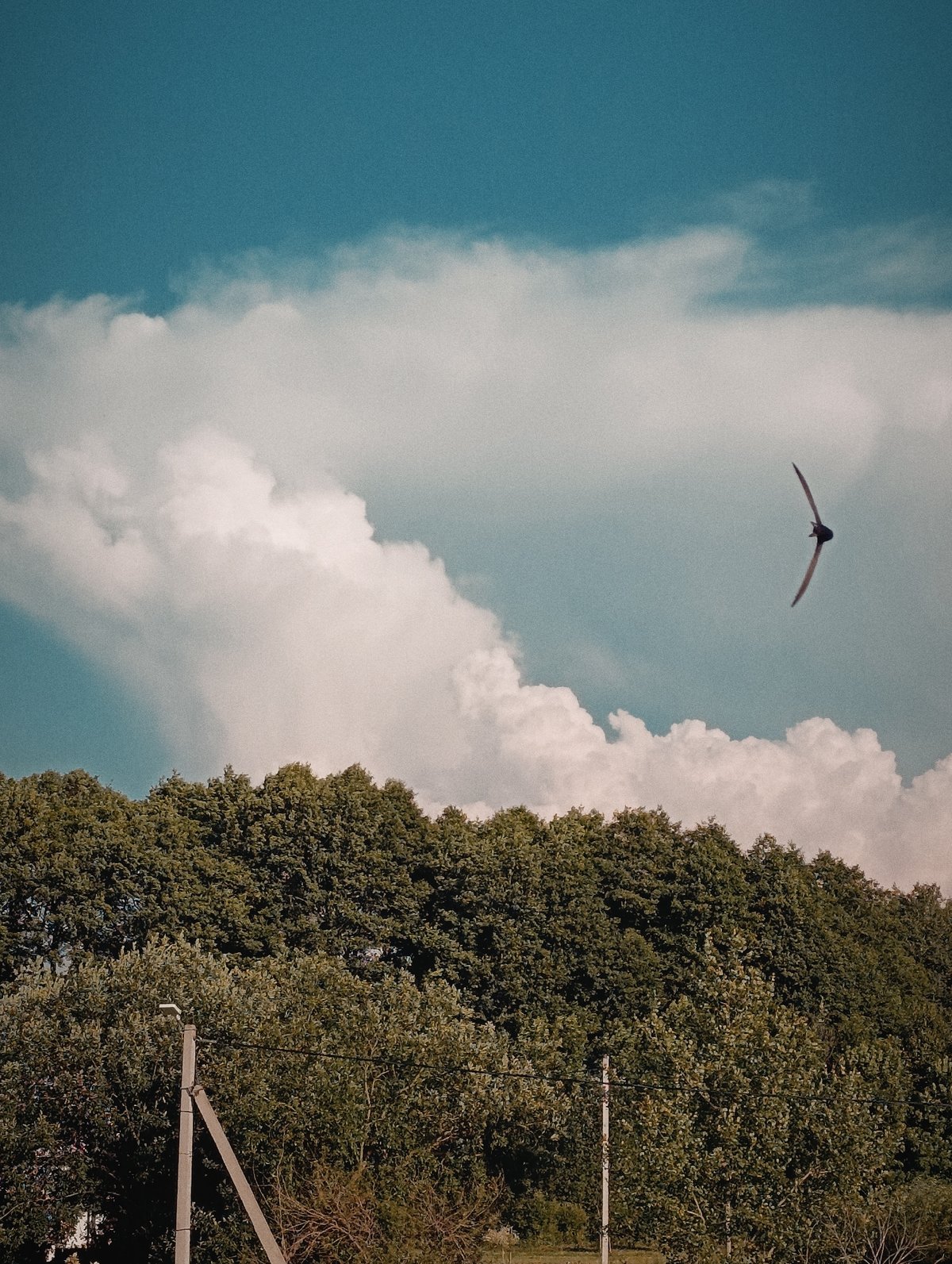 Big summer clouds building over a rural treeline