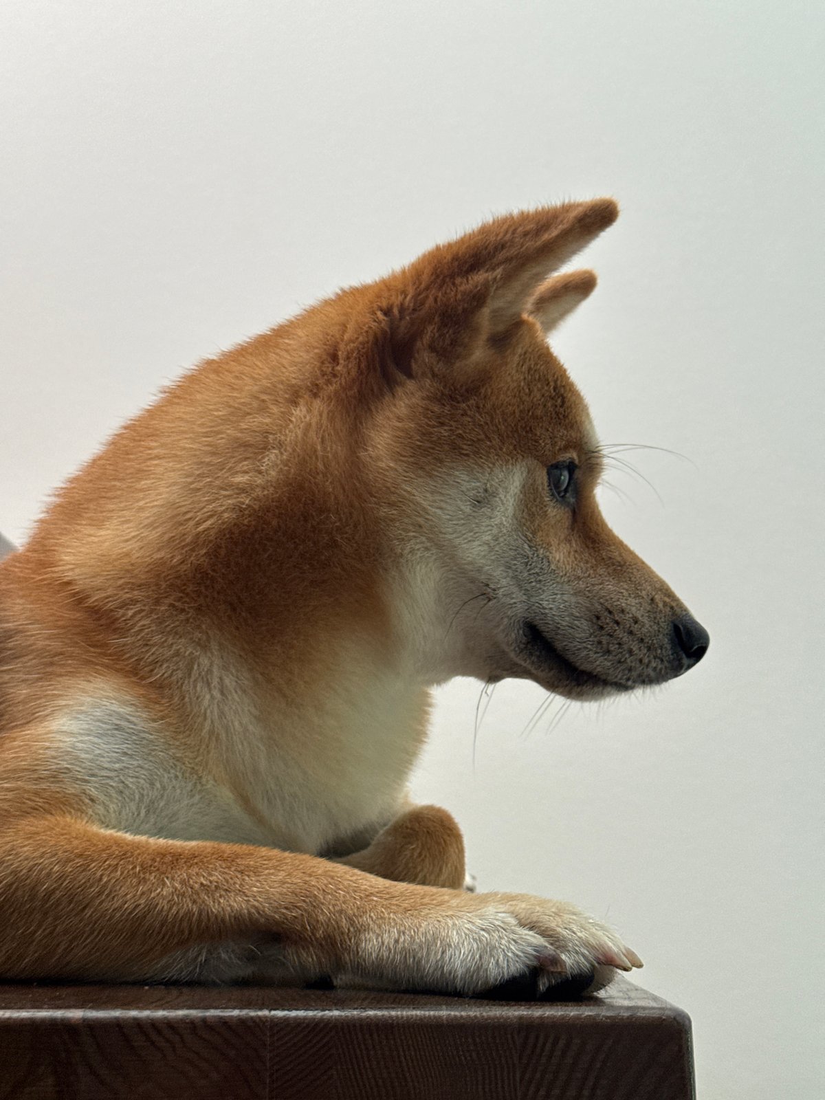 Shiba Inu chilling on a wooden surface in Latvia