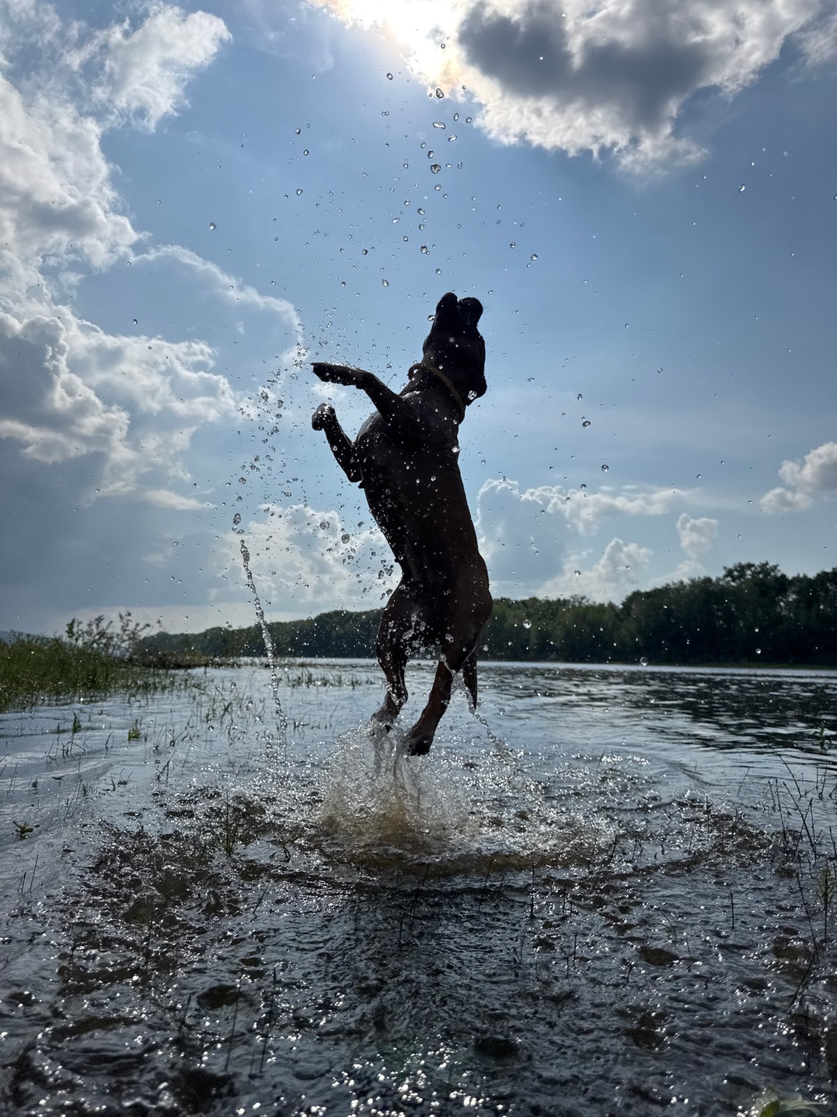 Summer activities around Chaikovsky: cycling, swimming dog, pond relaxation