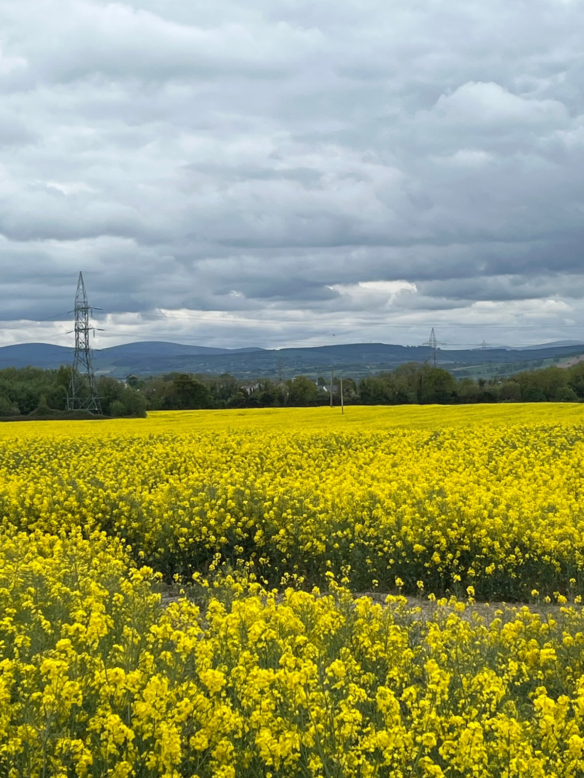Spring flowers and urban greenery documented across multiple locations