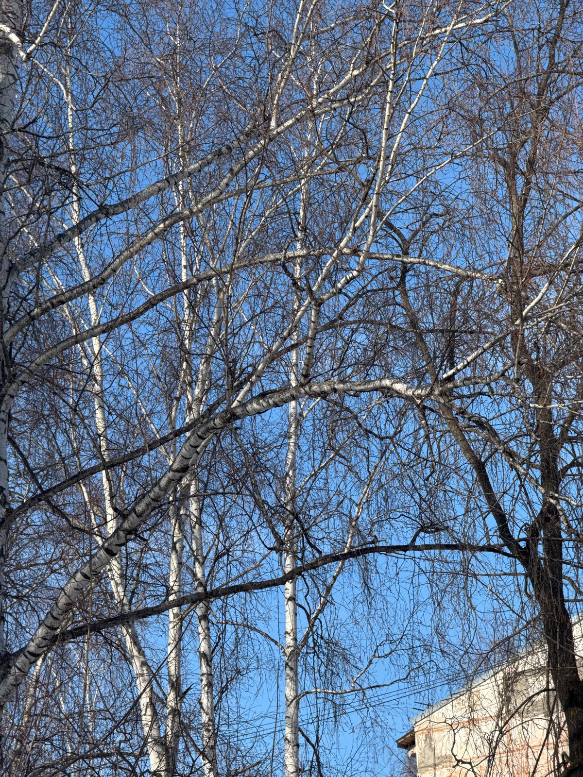 Morning life documented across Chaikovsky, Russia winter scenes