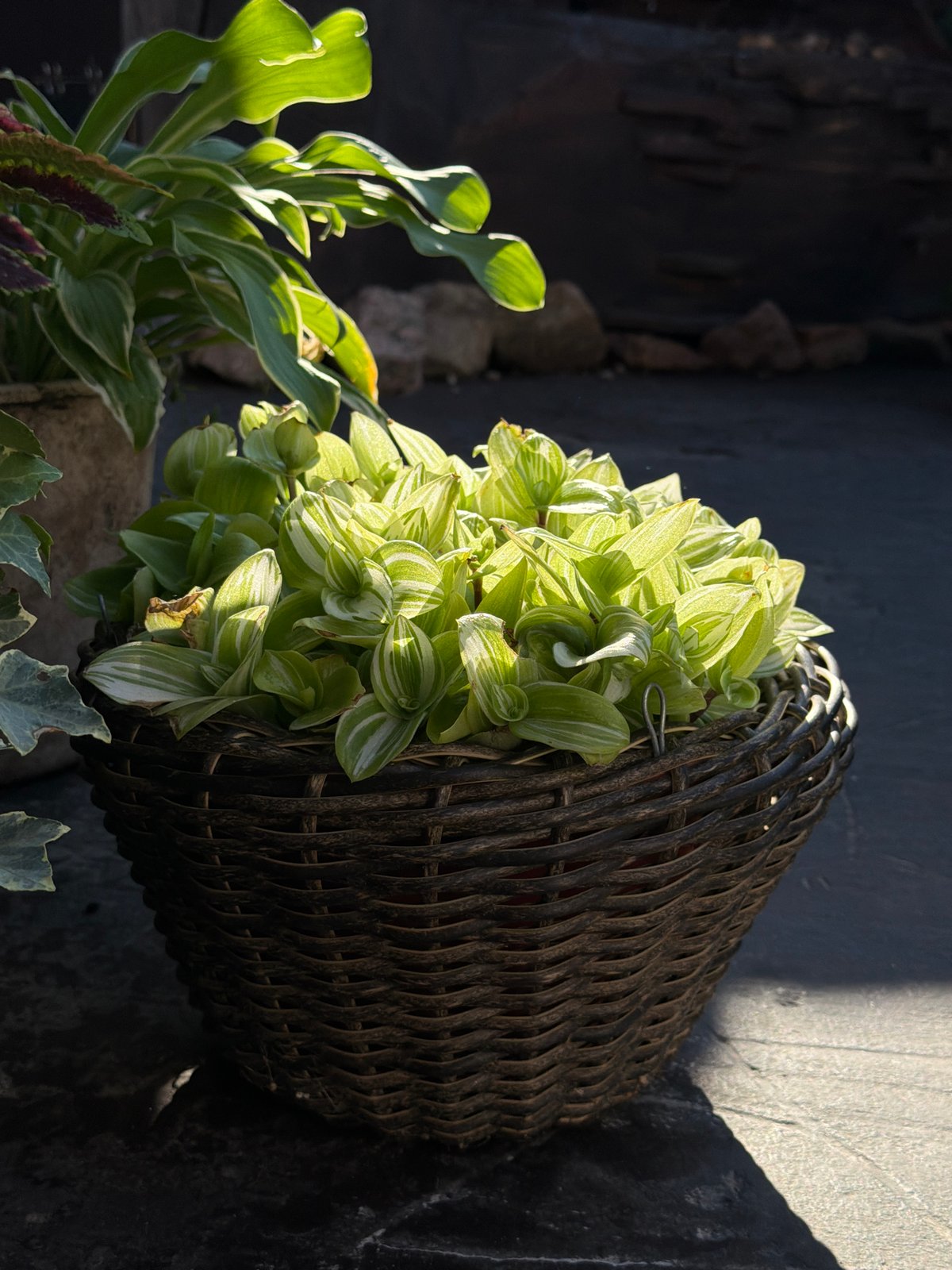 An afternoon in a home garden, flowers to cold beer