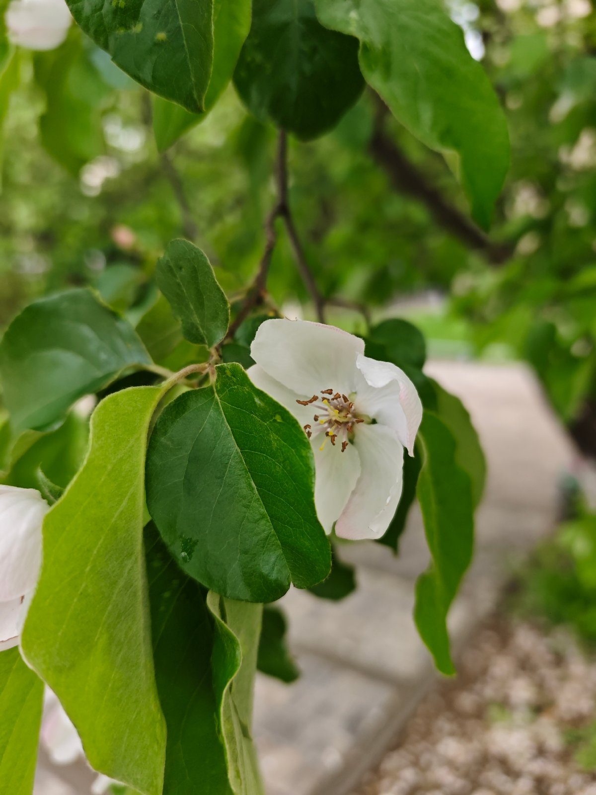 Spring quince blossoms documented in close-up shots, Pyatigorsk Russia