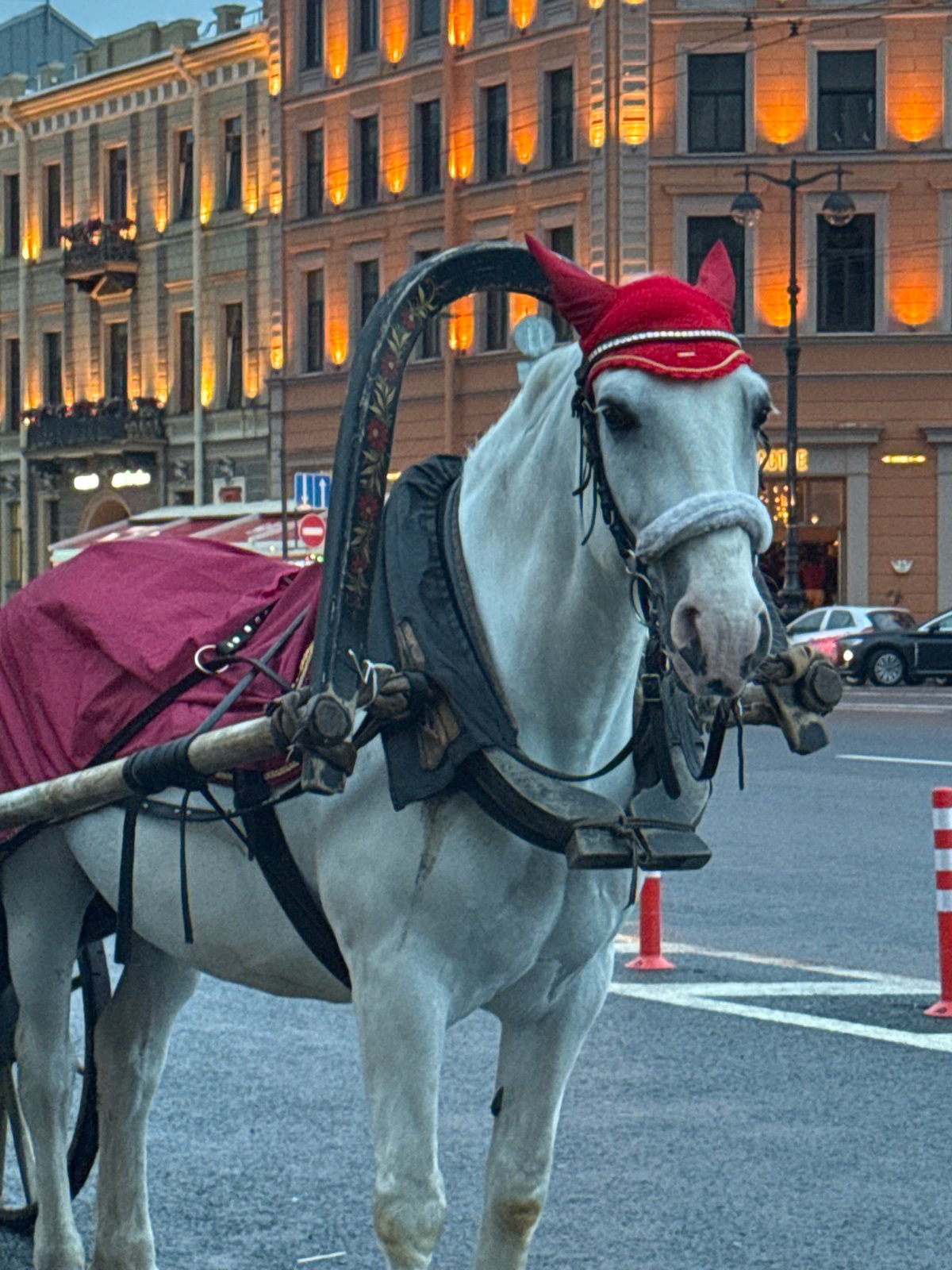 Horse carriages near Saint Isaac's Cathedral, Saint Petersburg evening