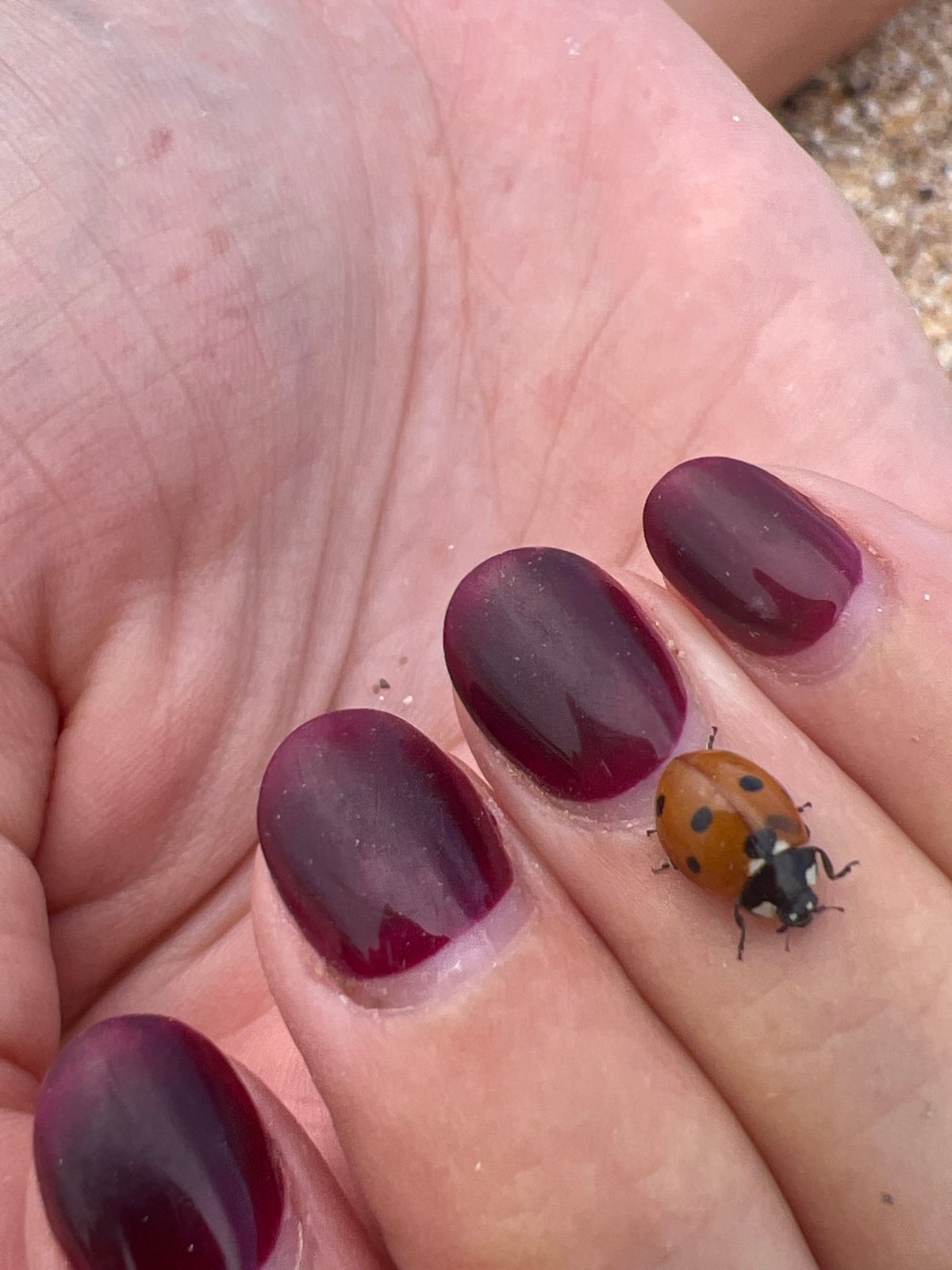 Lazy beach afternoon with ladybugs and shells in Shchelkino