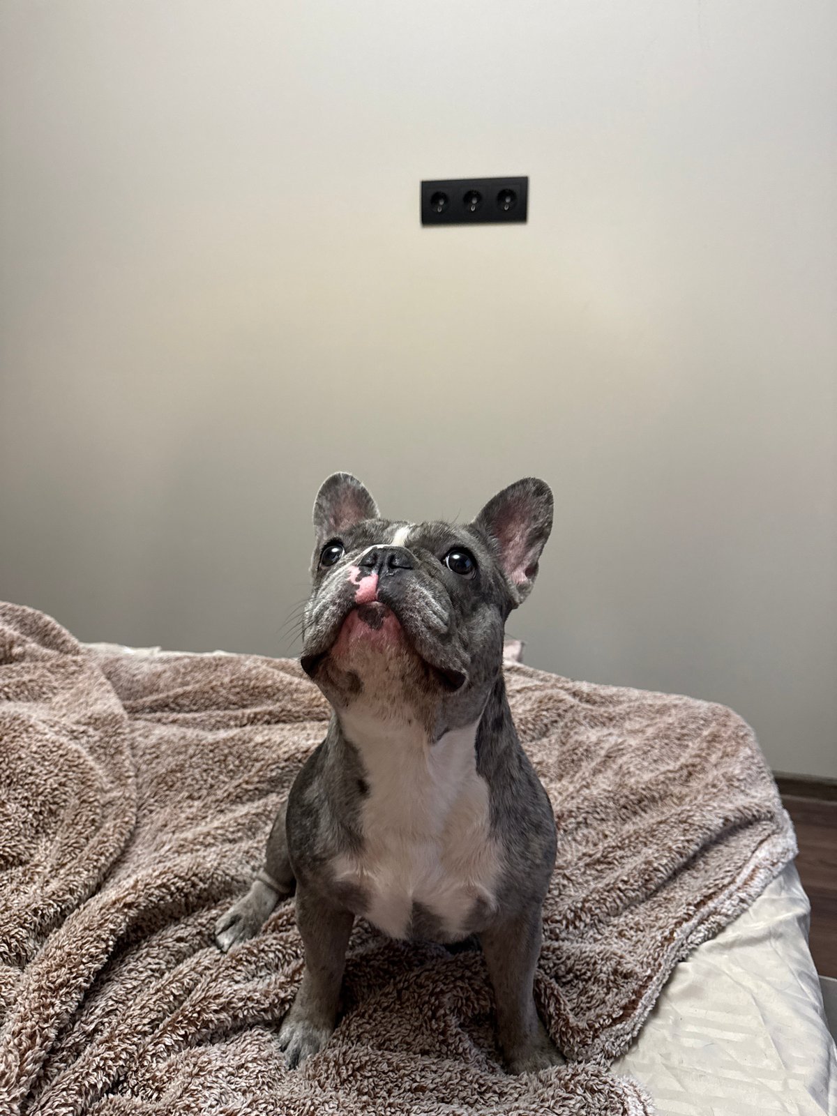 Pets documented in Ukrainian home during evening hours