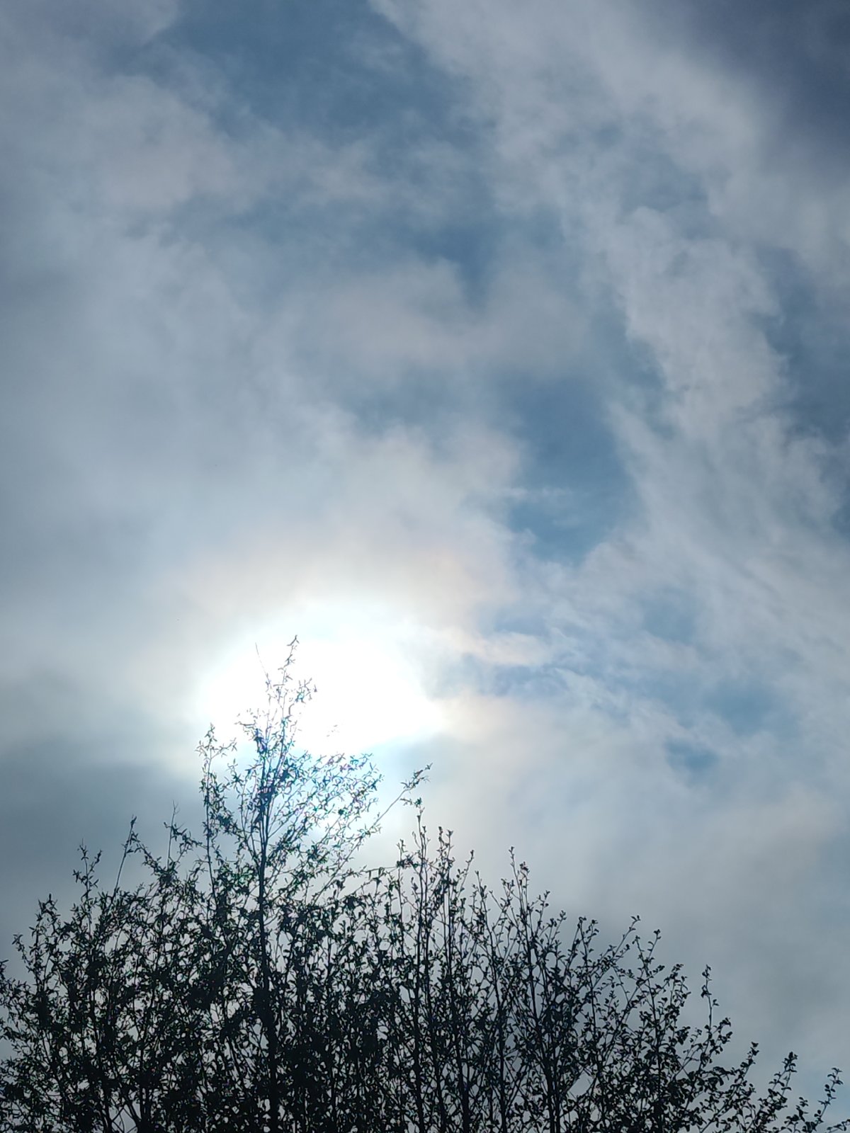Spring forest walk documented through 12 photos in Chaikovsky