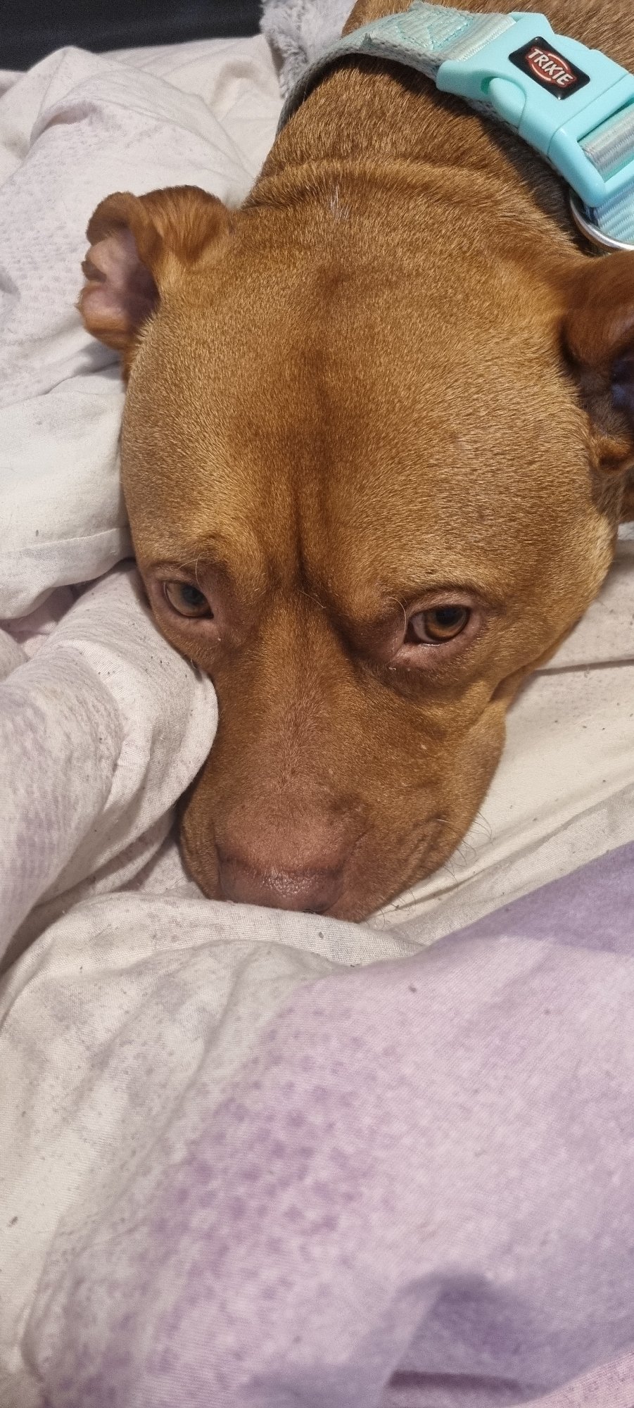 Dog rests indoors during evening meal time